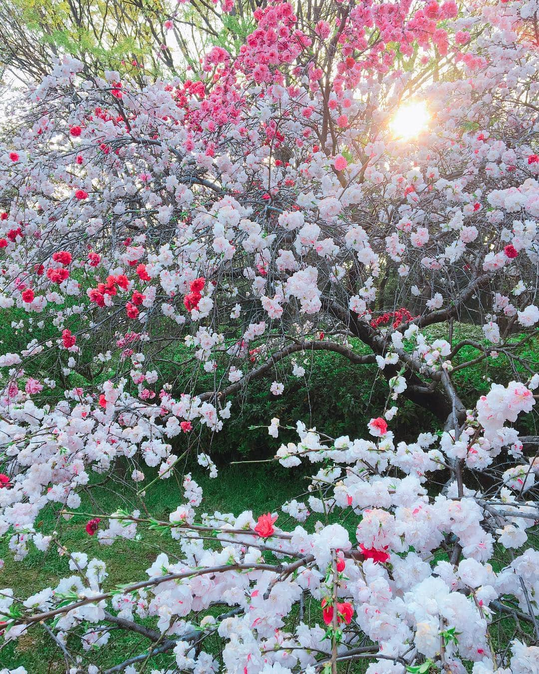 かすみりささんのインスタグラム写真 - (かすみりさInstagram)「🐰💕 ． 先日行った、砧公園にはたくさんの桜が咲いていました🌸✨ ． 1枚目、2枚目の桜は、一本の木から三色グラテーションみたいになったお花が咲いていて、不思議でずっと眺めていました(*´▽`*) ． なんて名前の桜だったかなぁ(´∵`) ． 今度、東北地方の桜を見に行ってみたいなぁ〜と思ってます(*Ü*)*.¸¸♪ ． #桜#cherryblossom#綺麗#砧公園#グラデーション#不思議#🌸#❤️#love#かすみりさ」4月11日 22時16分 - risa_kasumi