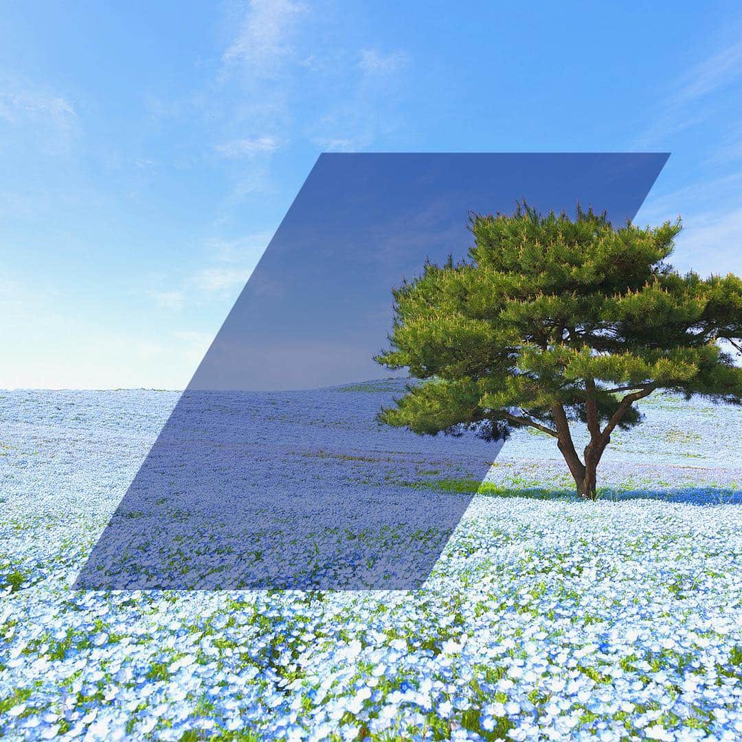All Nippon Airwaysさんのインスタグラム写真 - (All Nippon AirwaysInstagram)「We’re loving all the blue blossoms at #HitachiSeasidePark. Have you visited it yet?」4月11日 22時27分 - allnipponairways