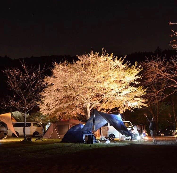 hinata_outdoorさんのインスタグラム写真 - (hinata_outdoorInstagram)「@kuma_0106さんのpic✨  暗闇の中にぼんやり明るく、 照らされている夜桜が美しい🥰✨ 真下のテントから眺められるなんて贅沢🌸🎶 ⠀ ⠀ 〜今年も見納め👀👏桜とテントの共演お花見キャンプ🌸🏕〜 待ち望んだ桜も、咲いてから散るまではあっという間…🥺今年も見事な桜とコラボレーションしているキャンプサイト写真をご紹介します😆🙌 ⠀ ⠀ 🌳🌲🌼🌳🌲🌲🌳🌲🌳🌲🌻🌳🌳 #hinataoutdoor を付けて アウトドア風景を投稿してください😊 🌳🌲🌳🌲🌻🌲🌳🌲🌳🌼🌲🌳🌳 ⠀ ⠀ 素敵なお写真はリポストさせて頂きます✨ ⠀ ⠀ 🚙キャンプや山登りのアウトドア情報はプロフィールのURLから ➡ @hinata_outdoor ⠀ ⠀ ⠀ ⠀ 🍖美味しそうなキャンプ料理の写真は➡️ @hinata_gohan * * #キャンプ #春キャンプ #お花見キャンプ #アウトドア #アウトドアギア #桜 #サクラ#絶景キャンプ #campgear #outdoorgear #camp #campliving #outdoor #campstyle #camping #campinglife #camplife #outdoorstyle #outdoors #outdoorliving #outdoorlife #hinataoutdoor #フォローミー #followme」4月11日 22時24分 - hinata_outdoor
