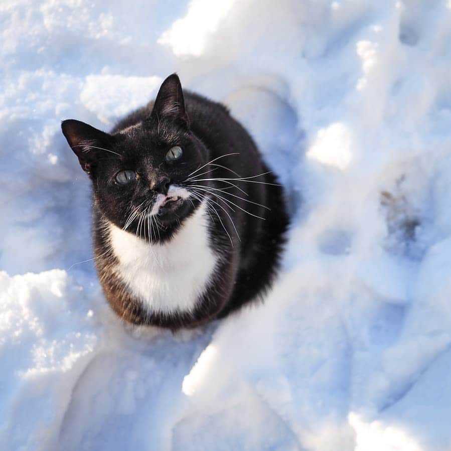 スターリンさんのインスタグラム写真 - (スターリンInstagram)「Here's a few leftover winter photos of Stalin ❄️」4月11日 22時37分 - stalinthecat