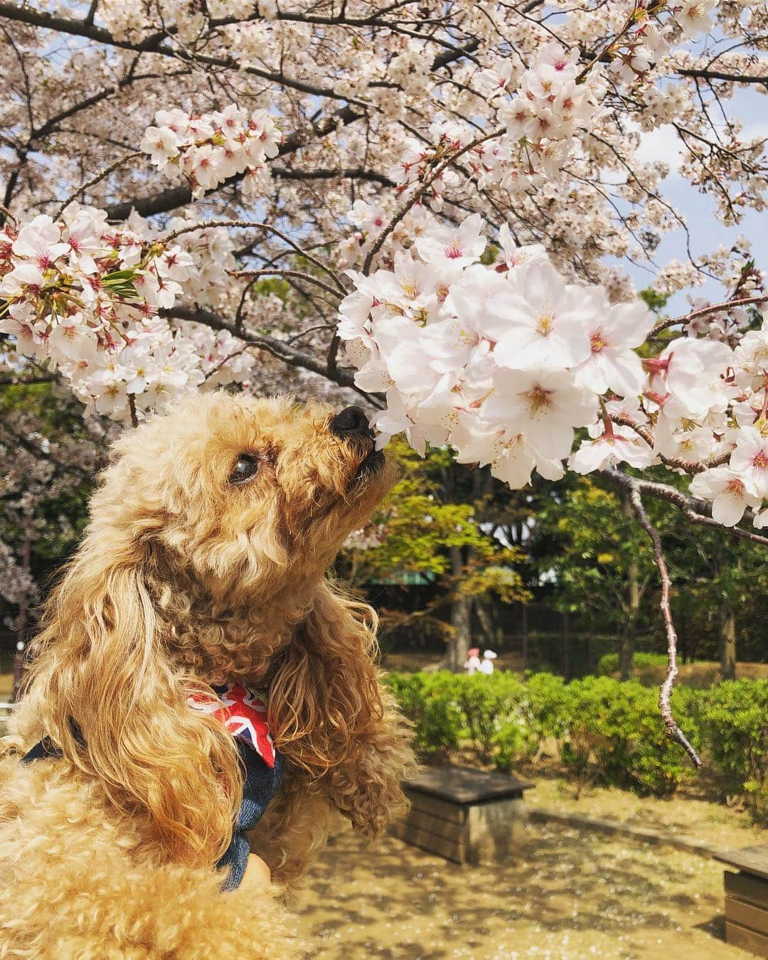 遠山茜子さんのインスタグラム写真 - (遠山茜子Instagram)「弟くんが大きくなりすぎて2匹抱っこするのが大変です…🐶 ・ 桜と家族写真🌸 ・ ・ #sakura#dog#japan#park#good#mypet#instagood#トイプードルとあかねこ#あかねこらいふ」4月11日 22時37分 - akane_016t