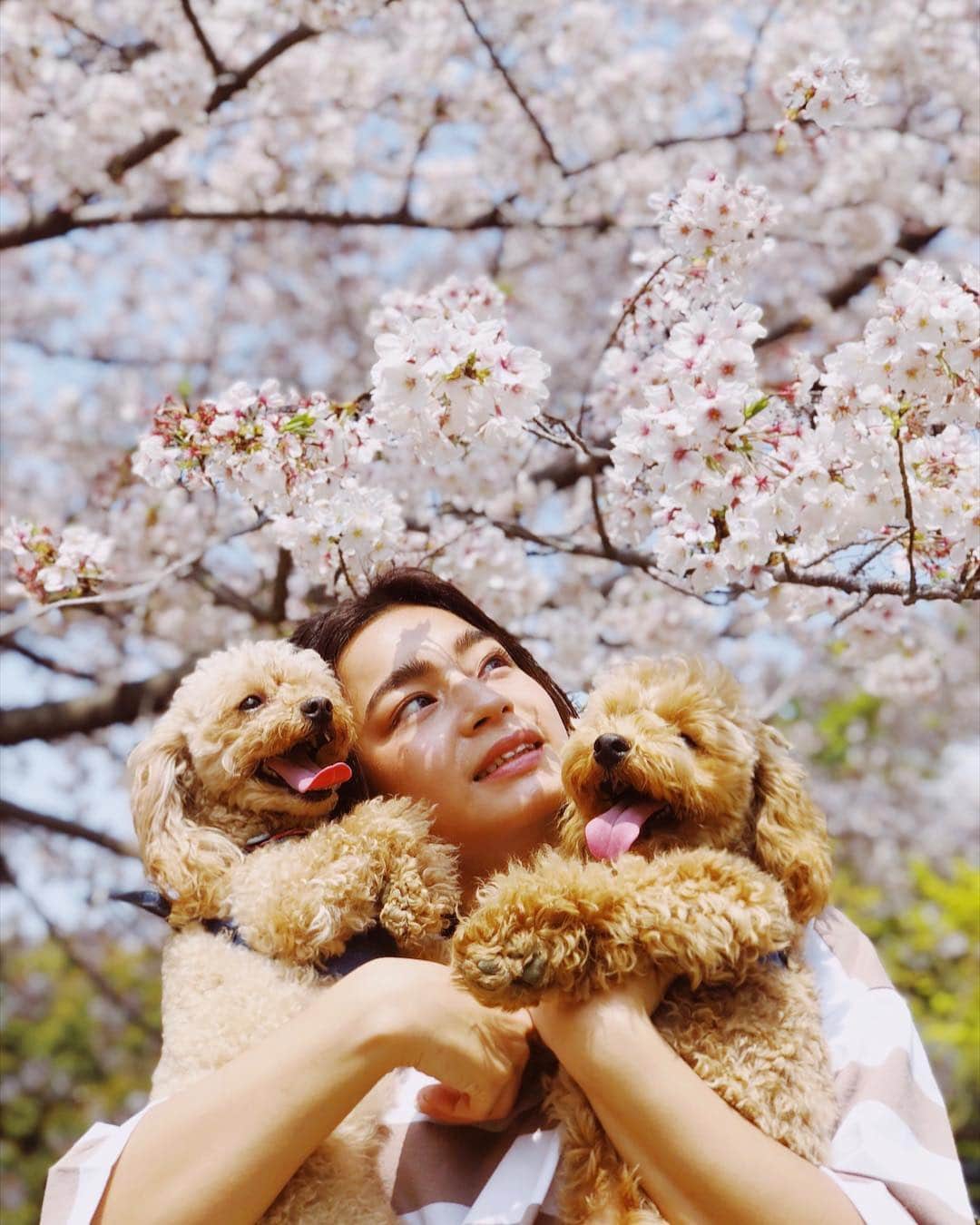 遠山茜子さんのインスタグラム写真 - (遠山茜子Instagram)「弟くんが大きくなりすぎて2匹抱っこするのが大変です…🐶 ・ 桜と家族写真🌸 ・ ・ #sakura#dog#japan#park#good#mypet#instagood#トイプードルとあかねこ#あかねこらいふ」4月11日 22時37分 - akane_016t