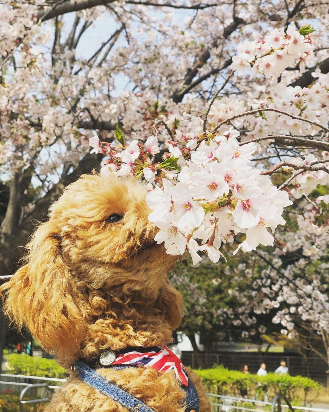 遠山茜子さんのインスタグラム写真 - (遠山茜子Instagram)「弟くんが大きくなりすぎて2匹抱っこするのが大変です…🐶 ・ 桜と家族写真🌸 ・ ・ #sakura#dog#japan#park#good#mypet#instagood#トイプードルとあかねこ#あかねこらいふ」4月11日 22時37分 - akane_016t