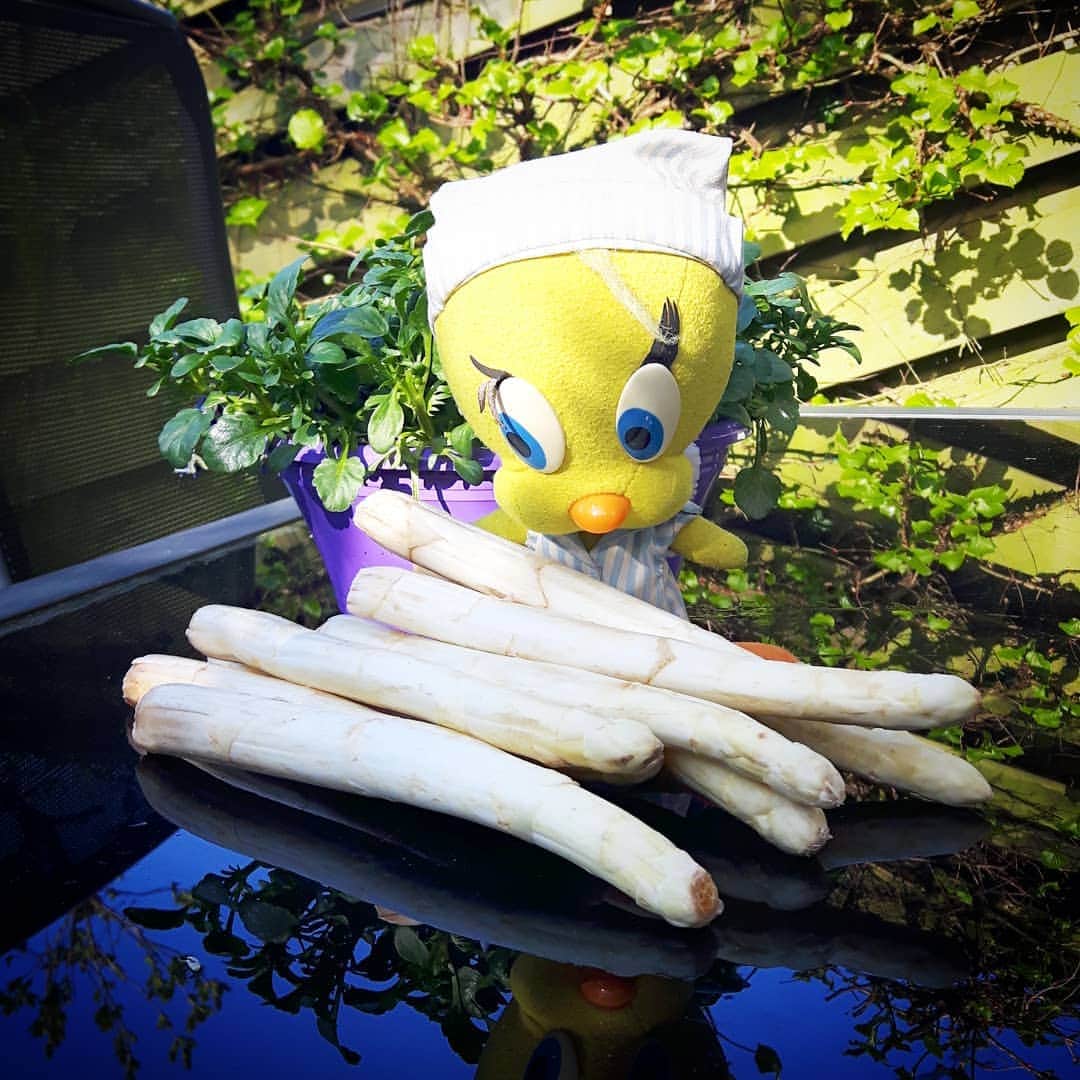 Little Yellow Birdさんのインスタグラム写真 - (Little Yellow BirdInstagram)「My first batch of asparagus this year!! #littleyellowbird #tweety #tweetykweelapis #adventures #yellow #bird #asparagus #asperges #whiteasparagus #witteasperges #whitegold #wittegoud #lente #spring #april #vegetables #seasonal #healthy #stuffedanimalsofinstagram #plushiesofinstagram」4月11日 22時42分 - tweetykweelapis