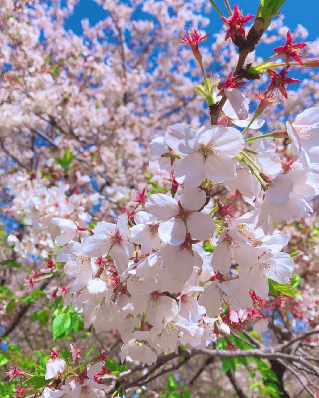 星野麻里愛さんのインスタグラム写真 - (星野麻里愛Instagram)「遅めのお花見 行ってきました🌸 ちょっと散ってたけど、 今年も行けてよかったです。 みんなは春満喫しましたか？🌳 #さくら #桜 #お花見 #鶴間公園 #ポニーテール #snidel」4月11日 22時44分 - maria.pink28