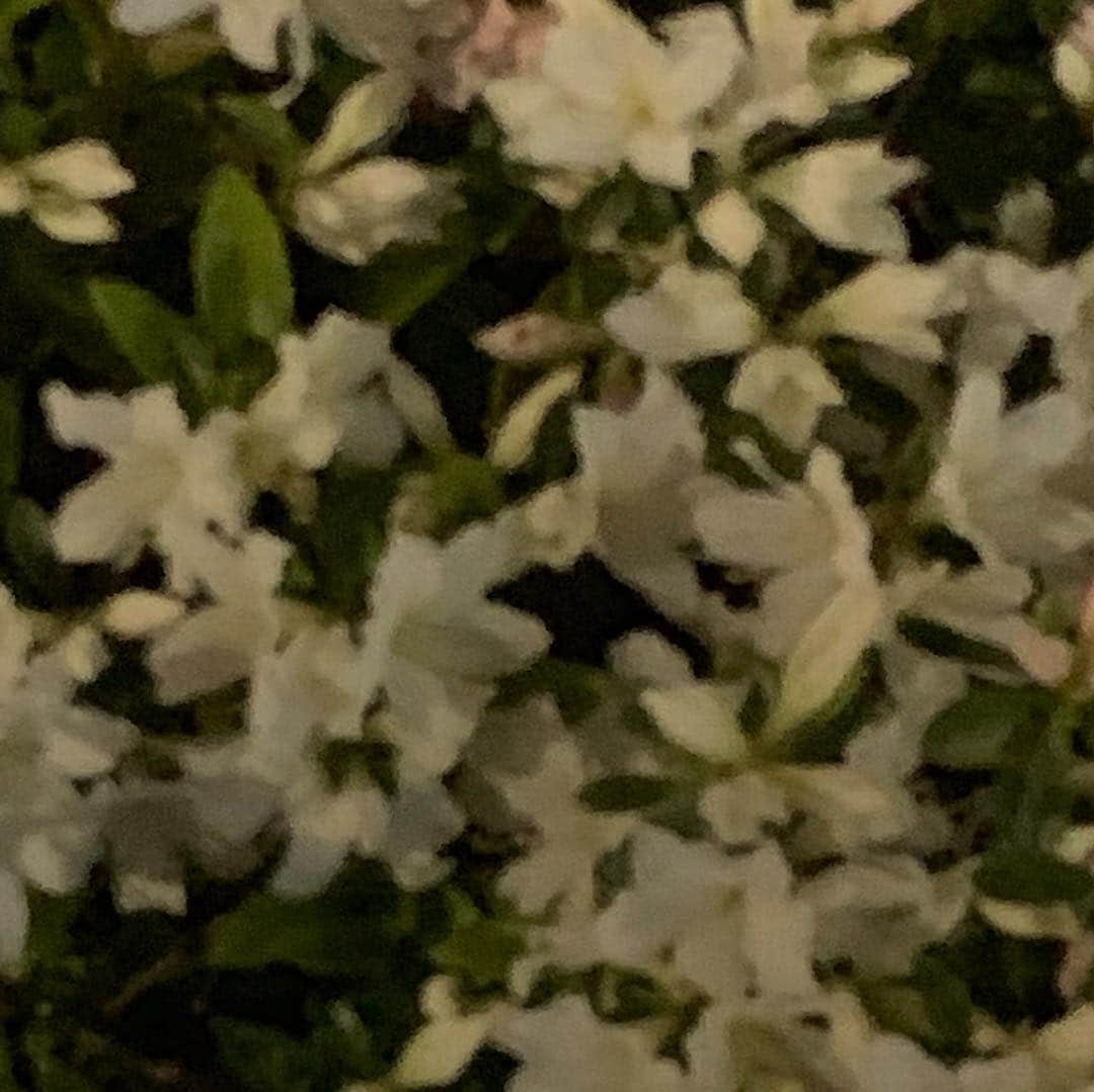 安倍宏行さんのインスタグラム写真 - (安倍宏行Instagram)「#ツツジ」4月11日 22時44分 - higeabe