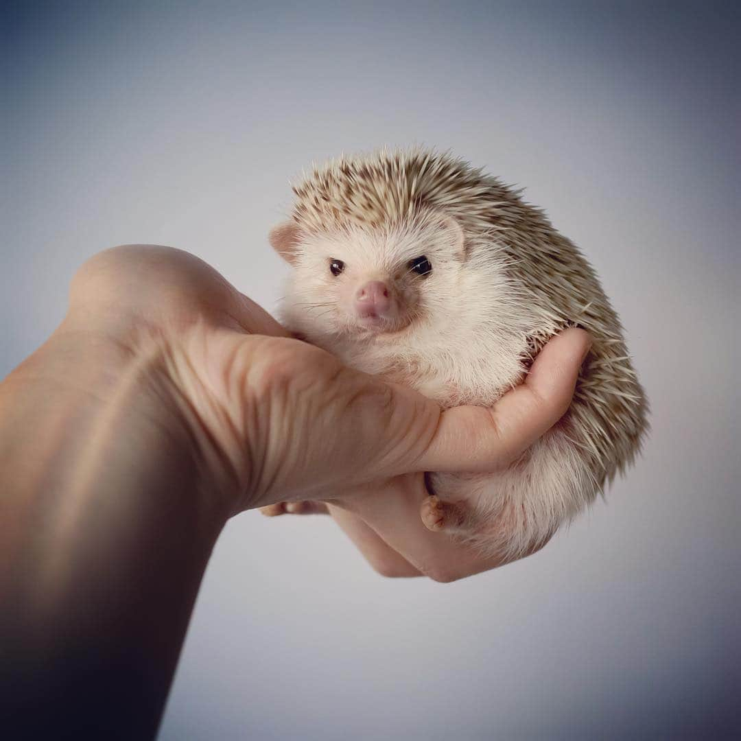 ダーシーさんのインスタグラム写真 - (ダーシーInstagram)「Chilling on the dad’s hand💁🏻‍♂️🦔✨ ・ ・ ・ 最初は噛み癖のすごいやんちゃ坊主だったけど、手の上でもなんとなく落ち着くようになりました🦔✨」4月11日 23時04分 - darcytheflyinghedgehog