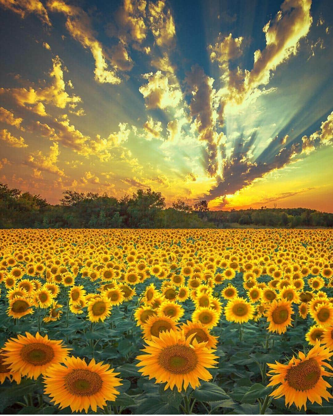 Earth Picsさんのインスタグラム写真 - (Earth PicsInstagram)「Sunflower 🌻 heaven in Ukraine 🇺🇦 by @marinatrygub」4月11日 23時05分 - earthpix