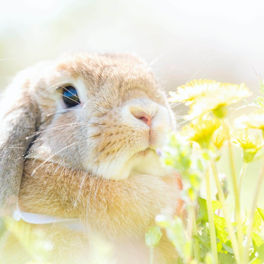 usagraphさんのインスタグラム写真 - (usagraphInstagram)「春を全力で鼻から取り入れているみーちゃん🌼今日は風強かったけど明日はまたうさんぽ日和なあったかい日になりそうです✨ ＊ ＊ ＊ #鼻を拡大した人挙🤚 #春 #うさんぽ #うさぎ #rabbit #bunny #ふわもこ部  #WeeklyFluff #igersjp  #instabunnies #tokyocameraclub #東京カメラ部  #bunnystagram  #今日もX日和  #うさぎ部 #ホーランドロップ #hollandlop  #アニマル写真部  #ファインダー越しの私の世界 #team_jp_西 #igers  #ig_japan」4月11日 23時10分 - usagraph