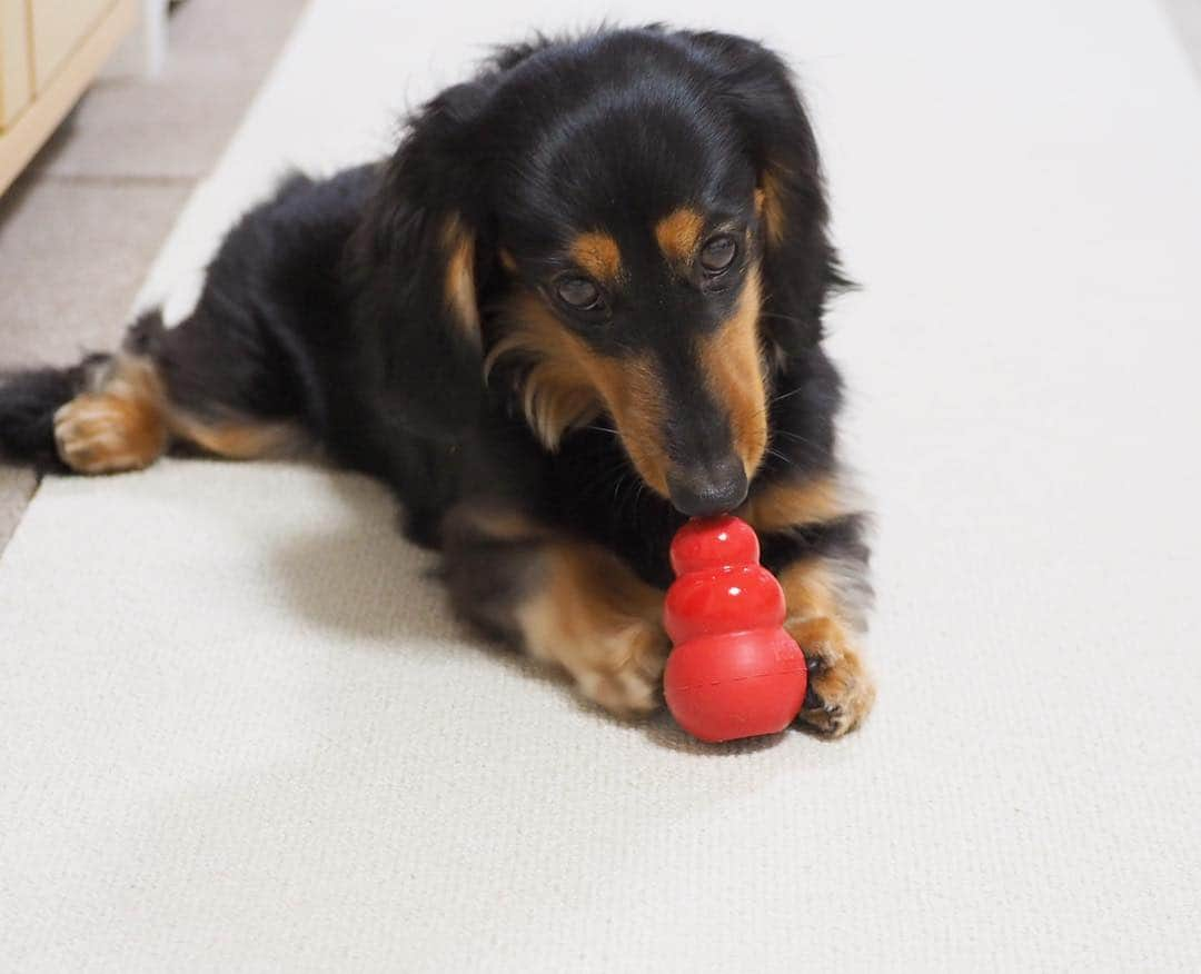 Sora Momoさんのインスタグラム写真 - (Sora MomoInstagram)「カミカミタイム🐶🐾🐶 ☺︎ たまにハマると 2人揃ってひたすらカミカミ ももの足の開き方😆 ☺︎ #カミカミタイム#そらは大根さん#ももはコング#ひたすらカミカミ#向かい合わせで動きがシンクロ#ちょいちょい相手が気になっちゃう#そらは邪魔されないようにテーブルの下に移動#でも結局見つかる#時々うっとり#大根だけどトウモロコシの芯みたい#ももの足がツボ#仲良し#そらともも #ダックス#ミニチュアダックス #dachshund #miniaturedachshund」4月11日 23時15分 - teratera_sorapu_