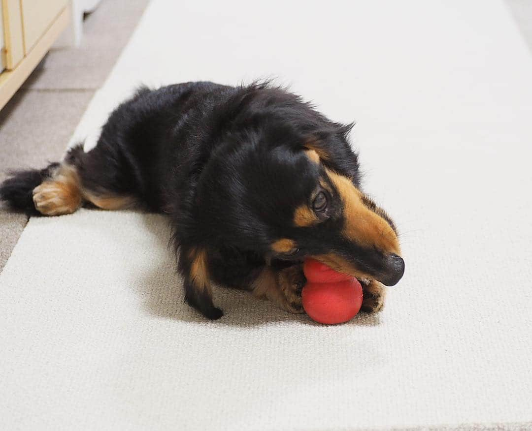 Sora Momoさんのインスタグラム写真 - (Sora MomoInstagram)「カミカミタイム🐶🐾🐶 ☺︎ たまにハマると 2人揃ってひたすらカミカミ ももの足の開き方😆 ☺︎ #カミカミタイム#そらは大根さん#ももはコング#ひたすらカミカミ#向かい合わせで動きがシンクロ#ちょいちょい相手が気になっちゃう#そらは邪魔されないようにテーブルの下に移動#でも結局見つかる#時々うっとり#大根だけどトウモロコシの芯みたい#ももの足がツボ#仲良し#そらともも #ダックス#ミニチュアダックス #dachshund #miniaturedachshund」4月11日 23時15分 - teratera_sorapu_