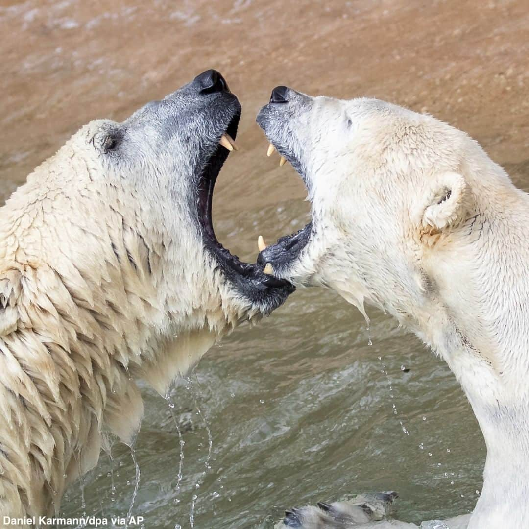 ABC Newsさんのインスタグラム写真 - (ABC NewsInstagram)「Two polar bears goof around at their enclosure at a Nuremberg Zoo. #polarbears #animals #cuteanimals #zoo #germany」4月11日 23時27分 - abcnews