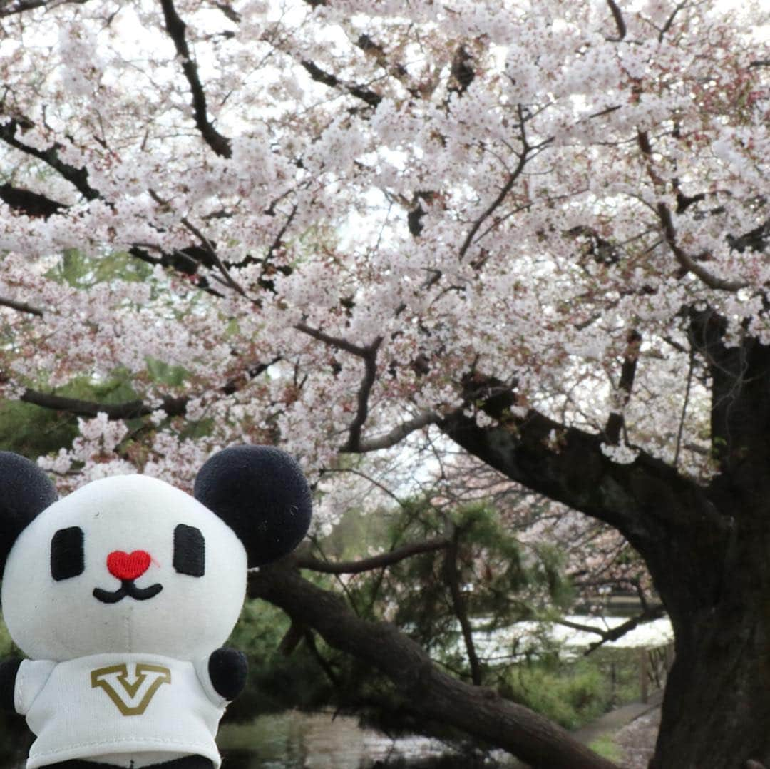 テレ朝newsさんのインスタグラム写真 - (テレ朝newsInstagram)「東京に戻ってきたゴーちゃん。石神井公園の桜を見に行きました。  #おでかけゴーちゃん。#テレビ朝日 #テレ朝 #news #六本木 #東京 #japan #follow #テレビ #テレビが好きな人と繋がりたい #写真 #写真好きな人と繋がりたい #photography #nofilter #ゴーちゃん #ごーちゃん #panda #おでかけ #fun #travel #石神井公園 #桜 #さくら #CherryBlossoms」4月11日 23時47分 - tv_asahi_news