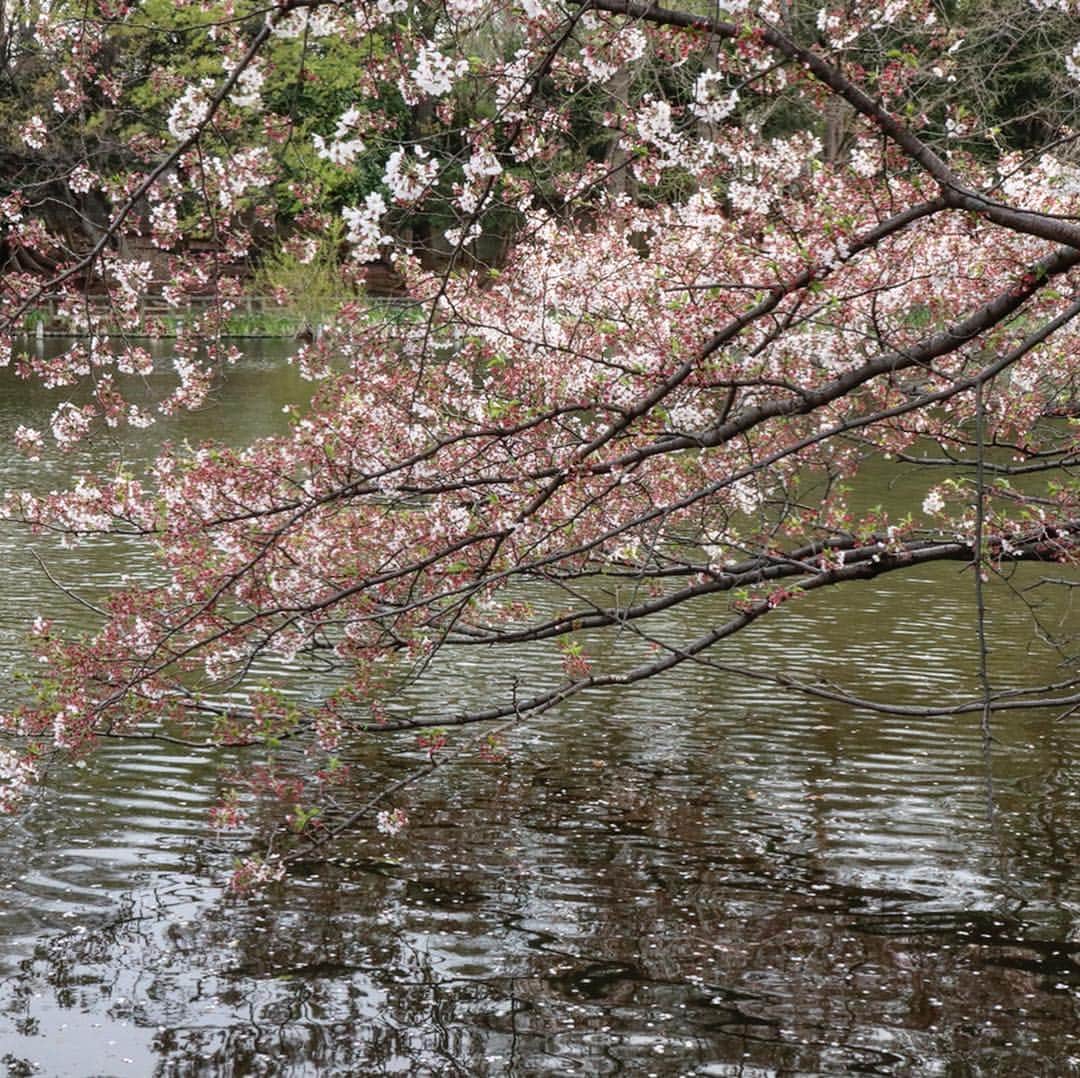テレ朝newsさんのインスタグラム写真 - (テレ朝newsInstagram)「ゴーちゃん。が訪れたときは、石神井公園の桜は見ごろを過ぎていました。 池の水面にはヒラヒラと桜の花が散り、葉桜が目立っていました。  #おでかけゴーちゃん。#テレビ朝日 #テレ朝 #news #六本木 #東京 #japan #follow #テレビ #テレビが好きな人と繋がりたい #写真 #写真好きな人と繋がりたい #photography #nofilter #ゴーちゃん #ごーちゃん #panda #おでかけ #fun #travel #石神井公園 #桜 #さくら #CherryBlossoms」4月11日 23時47分 - tv_asahi_news