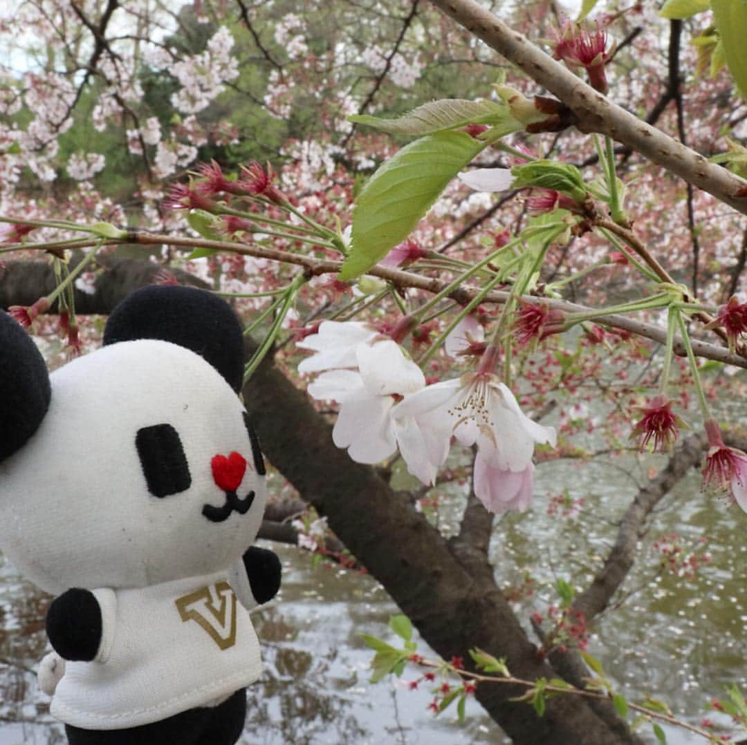 テレ朝newsさんのインスタグラム写真 - (テレ朝newsInstagram)「ゴーちゃん。が訪れたときは、石神井公園の桜は見ごろを過ぎていました。 池の水面にはヒラヒラと桜の花が散り、葉桜が目立っていました。  #おでかけゴーちゃん。#テレビ朝日 #テレ朝 #news #六本木 #東京 #japan #follow #テレビ #テレビが好きな人と繋がりたい #写真 #写真好きな人と繋がりたい #photography #nofilter #ゴーちゃん #ごーちゃん #panda #おでかけ #fun #travel #石神井公園 #桜 #さくら #CherryBlossoms」4月11日 23時47分 - tv_asahi_news