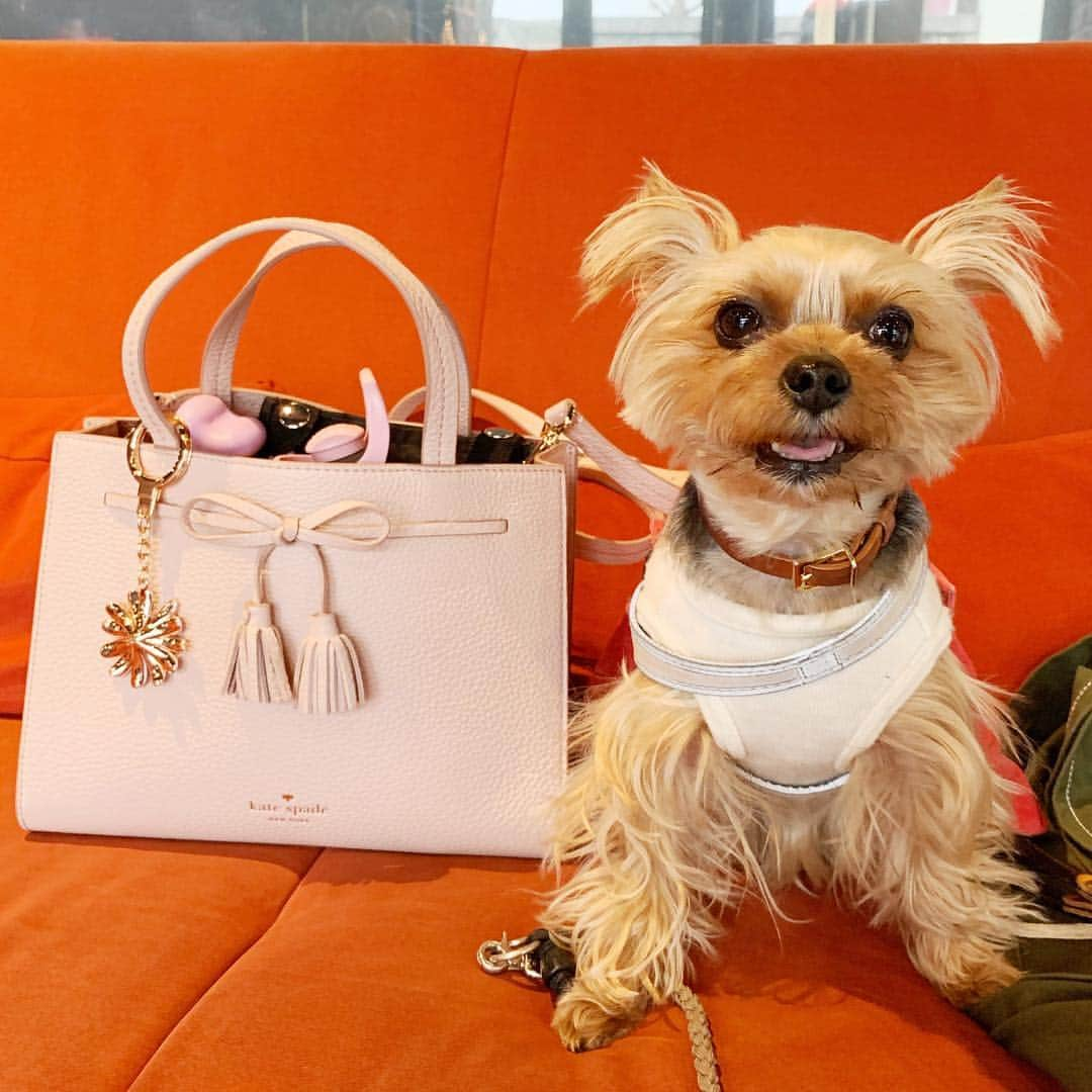 Rubyさんのインスタグラム写真 - (RubyInstagram)「ㅤㅤㅤㅤㅤㅤㅤㅤㅤㅤㅤㅤㅤㅤㅤ 🐶💬 my bag is cute ♠️ I like pink 💕 あたしのお散歩バッグ可愛いでしょ♠️💕 ㅤㅤㅤㅤㅤㅤㅤㅤㅤㅤㅤㅤㅤㅤㅤ ㅤㅤㅤㅤㅤㅤㅤㅤㅤㅤㅤㅤㅤㅤㅤ ルビたんのお散歩バッグにしたわけじゃないけど 斜めがけできてペットボトルも入って サイズがちょうどよいので お散歩時に使うとまるで自分の物みたいな顔します。ルビたんお洋服屋さん大好きだもんね。 オシャレしよっか！というと嬉しそうな顔します(気まぐれ女子なのでもちろん気が乗った日のみ) #yorkie #yorkshireterrier #ヨーキー #ヨークシャテリア」4月11日 23時48分 - ruby_the_yorkie