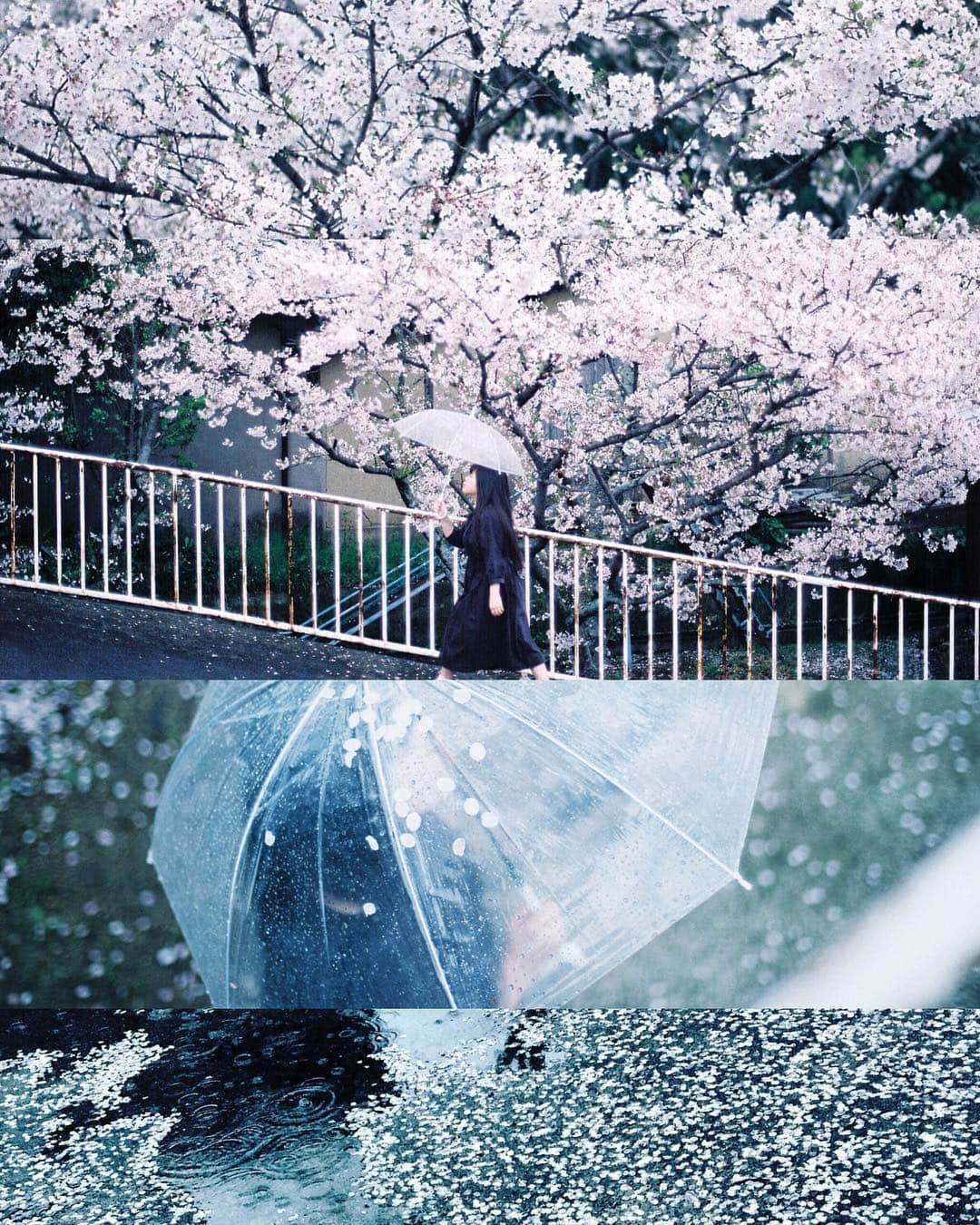 岩倉しおりさんのインスタグラム写真 - (岩倉しおりInstagram)「雨と桜。  昨日雨の中の桜を見た。今日の朝は晴れの桜をみて午後には曇りの桜を見た。ここの桜は晴れが似合うね。ここの桜は雨が似合うね。とかそんなことを思いながら春の散歩をしている。」4月12日 0時04分 - iwakurashiori