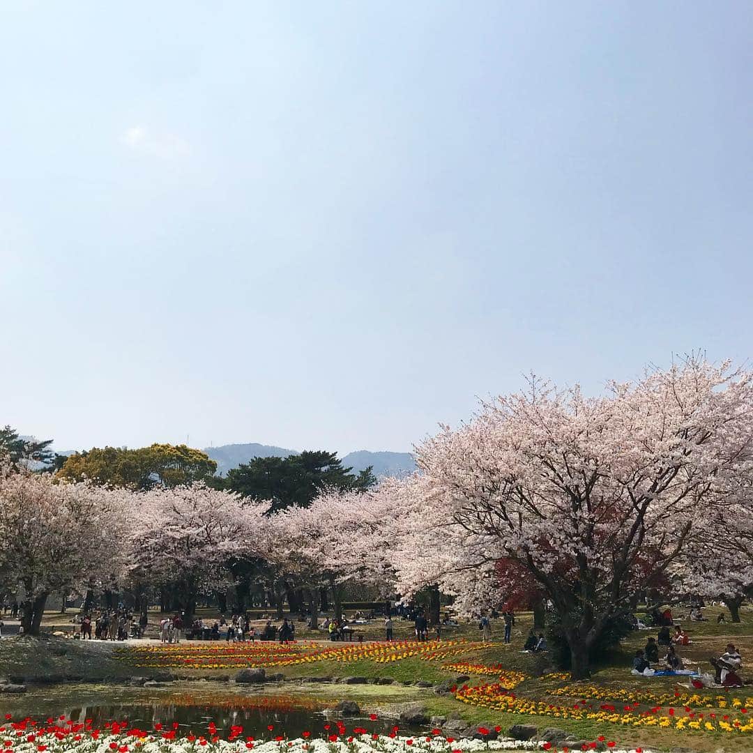 齊藤美絵さんのインスタグラム写真 - (齊藤美絵Instagram)「別府公園でカドウ建築の宴という、 デザイナーズマンションならぬ デザイナーズ屋台が並ぶイベントへ🌸  満開の桜の下、 なんて和やかな空間🌸✨✨✨ お誘い下さった絵麻さん @aburauri_ema のお友達の 青い鳥のカレー @aoitoribeppu の 美味しさと言ったら💕 幸せを運んで来てくれる味！  アンフェのナラさん @narasan246 セレクトの桜色ワインと共に🌸🌸🌸 1ヶ月前に繋がれたらいいなと 思っていた人に出逢えて、 前回の別府訪問で感動した由布院の白蜜トマトの生産者に会え、 嬉しいが止まらないお花見でした🌸  #カドウ建築の宴 #お花見 #桜 #🌸 #別府公園 #青い鳥のカレー  #ワイン  #howtobeawesome #howtobeawesometoday #ツタエルヒト。」4月11日 23時58分 - saitomie
