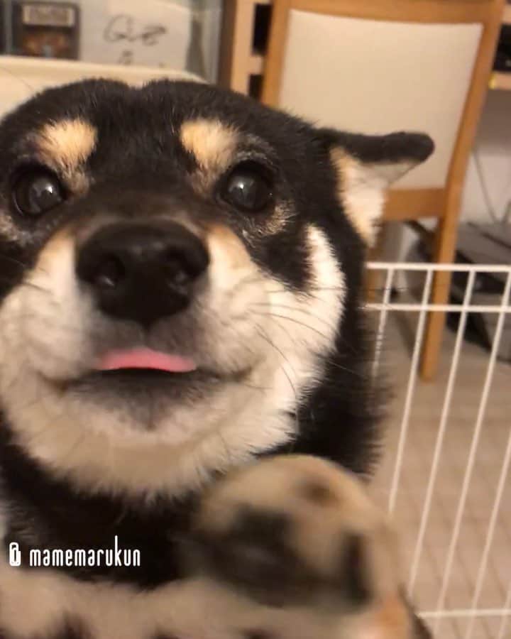 まめ丸のインスタグラム：「* * 【 #今日のおでむかえシリーズ 】 おつかれさまー🐶💓 ぼくいいこでまってたよー❣️ * Welcome home🐶💓 I was waiting for you to come back home❣️ * #おるすばんあと1日🐶❣️ #ヒコーキ耳 ✈︎ #まめ丸ヒコーキ * #柴犬#豆柴#柴#黒柴#黒豆柴#犬#ふわもこ部#shiba#shibainu#shibastagram#shibadog#puppy#instadog#dogstagram#dog#mameshiba#instashiba#petstagram#pet#buzzfeedanimals#cute#cutedog#강아지#멍스타그램#doglover#worldofcutepets」