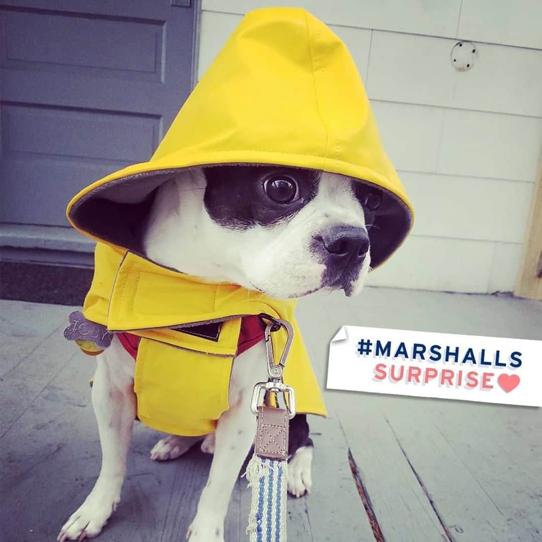 マーシャルズさんのインスタグラム写真 - (マーシャルズInstagram)「This rainy day look though. Happy #NationalPetDay! 🐶 ☔Share your #MarshallsSurprise (📷: @tobiasthebostoninboston)」4月12日 0時00分 - marshalls