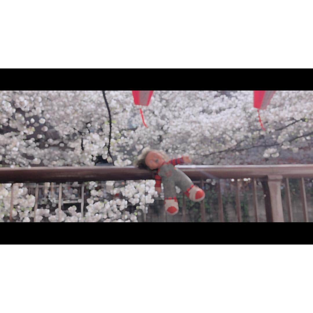 仮眠玲菜さんのインスタグラム写真 - (仮眠玲菜Instagram)「🌸 .  #目黒川  #中目黒  #花見  #桜」4月12日 0時02分 - amai_re_re