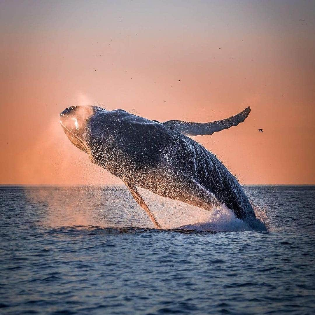 Explore Canadaさんのインスタグラム写真 - (Explore CanadaInstagram)「Whales will be making a splash again soon along the coast of @newfoundlandlabrador. Whale watching season starts mid-May and runs through September each year. With 22 species, including the world’s largest population of humpbacks (pictured here), Newfoundland and Labrador is one of the premier whale watching destinations in the world. #ExploreCanada 📷: @chelseylawrencephotography 📍: @newfoundlandlabrador . Très bientôt, les baleines reviendront nager le long de la côte de Terre-Neuve-et-Labrador (@newfoundlandlabrador). La saison d’observation commence à la mi-mai et se poursuit jusqu’à la fin septembre. Comptant 22 espèces, dont la plus importante population de baleines à bosse (sur la photo), la province figure au palmarès des meilleures destinations au monde pour l’observation des baleines. #ExploreCanada 📷 @chelseylawrencephotography 📍 @newfoundlandlabrador . #ExploreNL #WhaleWatching #Newfoundland」4月12日 0時02分 - explorecanada