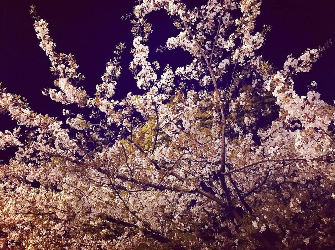 前田まみさんのインスタグラム写真 - (前田まみInstagram)「#桜2019🌸 #夜桜 美しい #散る姿も美しい #散ってもなお美しい 今日も風が冷たいですね🥺 風邪に気を付けましょうね❣️」4月12日 0時12分 - koromami24
