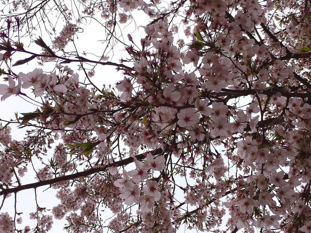 前田まみさんのインスタグラム写真 - (前田まみInstagram)「#桜2019🌸 #夜桜 美しい #散る姿も美しい #散ってもなお美しい 今日も風が冷たいですね🥺 風邪に気を付けましょうね❣️」4月12日 0時12分 - koromami24