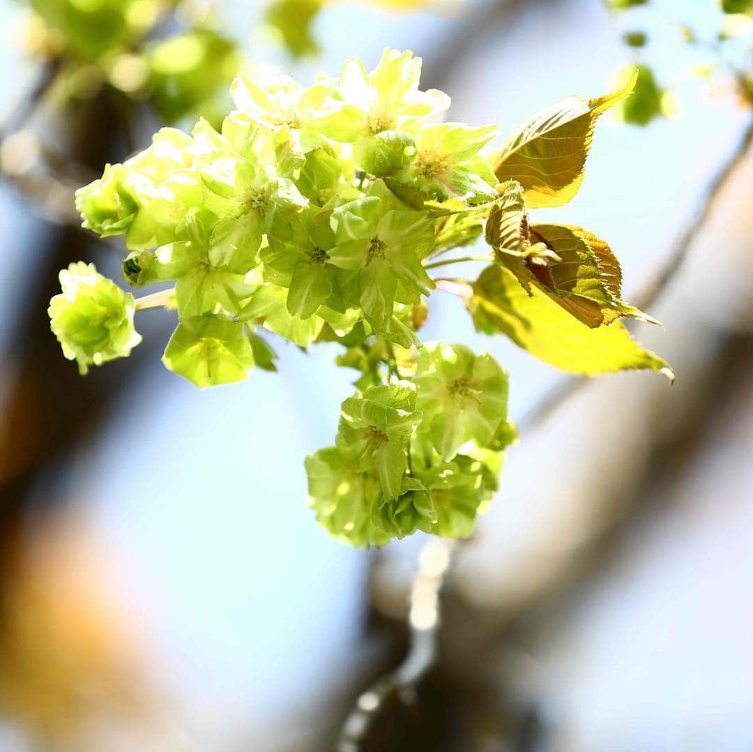 八芳園さんのインスタグラム写真 - (八芳園Instagram)「【桜から新緑へ】  風が吹き 染井吉野の花びらが舞い 御衣黄が満開となり 新緑が美しい季節へ。  庭園散策、 テラスで食事、 お茶室でお抹茶など、 外で過ごすのが気持ち良い シーズンの到来です。  季節の移り変わりを 眺めながら過ごす事ができる スラッシュカフェ、 和食レストランENJYUでは ワインと食のペアリングを味わう イベントも開催します。  桜から新緑へ 季節の移り変わりを愉しみませんか？ ［選べる2つのワインイベント］ http://www.happo-en.com/restaurant/enjyu/event/  http://www.happo-en.com/restaurant/thrushcafe/event/  #八芳園 #新緑 #御衣黄 #カフェ #カフェ巡り #カフェごはん #テラス #和食 #自然栽培 #イベント #結婚式 #パーティ#オーガニック #ワイン #ペアリング #東京 #白金台 #桜 #緑  #happoen #tokyo #garden #washoku #organic #wedding #cafe #japan #tokyo #shirokanedai #happo-en」4月12日 0時09分 - happoen