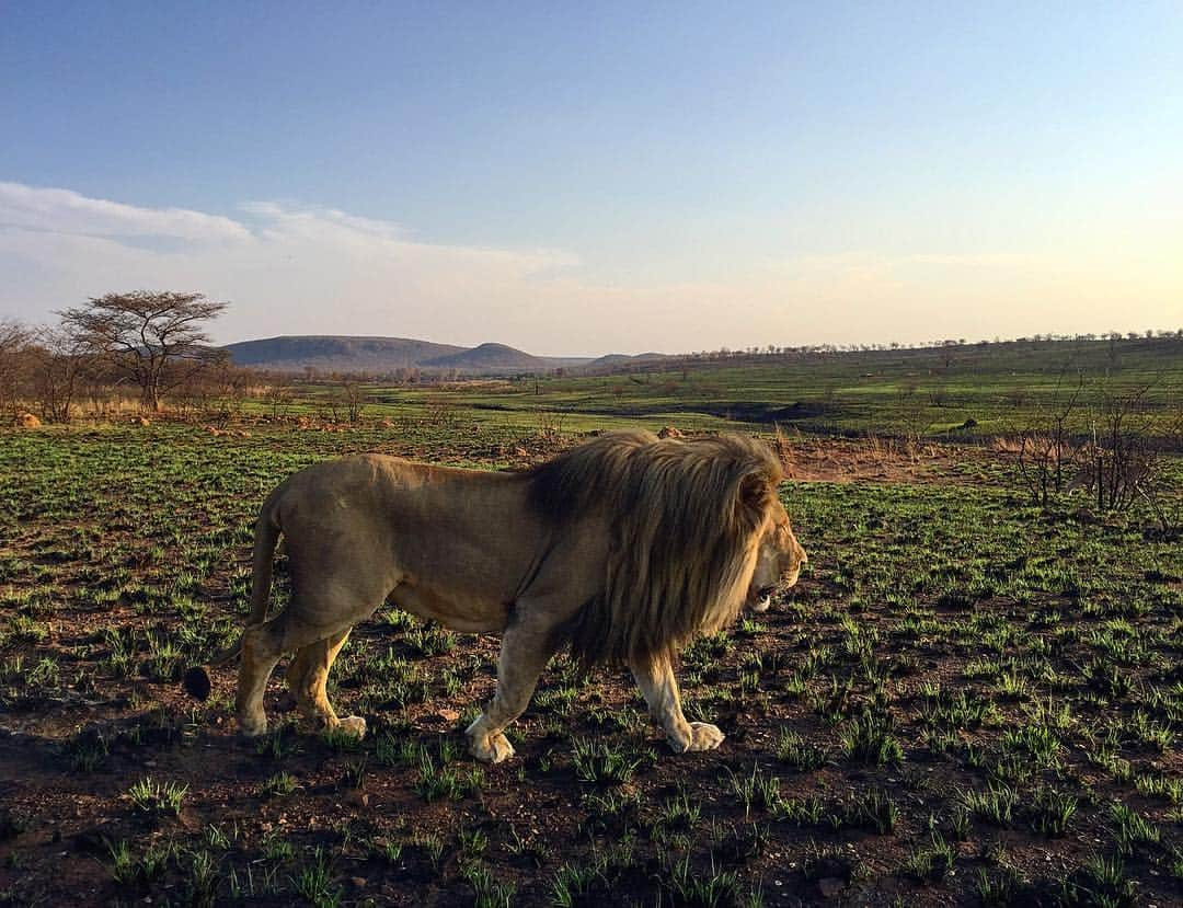 Kevin Richardson LionWhisperer さんのインスタグラム写真 - (Kevin Richardson LionWhisperer Instagram)「-Lion on a mission- The biggest threat wild lions are facing today is loss of habitat, which can result in isolated populations, prey depletion and conflict with humans. Conflict with humans never ends well for lions. Is it realistic to believe humans can live alongside lions in this day and age without some kind of barrier separating the two from each other? The debate continues. #savehabitat #savelions」4月12日 0時10分 - lionwhisperersa