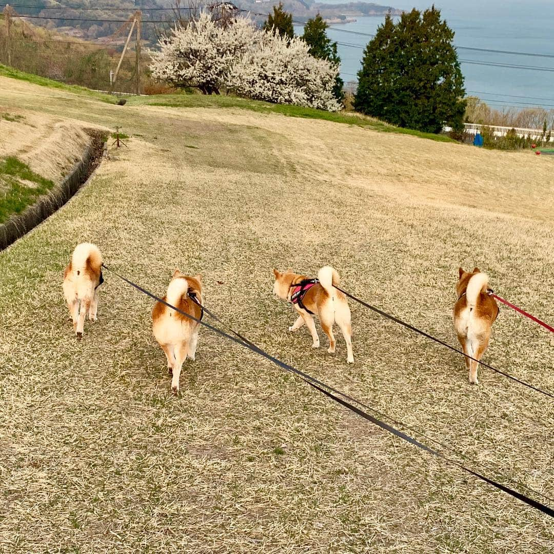 linnmamaさんのインスタグラム写真 - (linnmamaInstagram)「春旅は4柴連れ2019小豆島編4🚙〜スワイプしてね😊〜4月6日、小豆島3日目〜①『リゾートホテル オリビアン小豆島』の広い敷地内をあさんぽ🐾〜②満開の桜🌸の前で〜③朝食もビュッフェ形式〜和洋中イタリアン何でもありがうれしい😃〜④帰りは大部港から岡山県日生行きのフェリー⛴で〜そして山陽道 三木SA(ドッグランあり)で休憩💕〜⑤いつものことだけど、車内で爆睡している4柴たち😍〜こうやってリラックスして乗ってくれてるから、楽しい旅が続けられます😍〜パピーの頃、10分で車酔いしてた翔、よくぞここまで成長してくれたよ❤️〜去年のいろんな残念なことを考えれば、思い出いっぱいの楽しい旅になったことに感謝したいと思います💖〜旅行記、これにて終了です。最後まで読んでくださりありがとうございました😊  #柴犬#dog#柴犬凜の勇気凜々every day#shibastagram#春旅#旅行 #小豆島」4月12日 0時18分 - linnmama