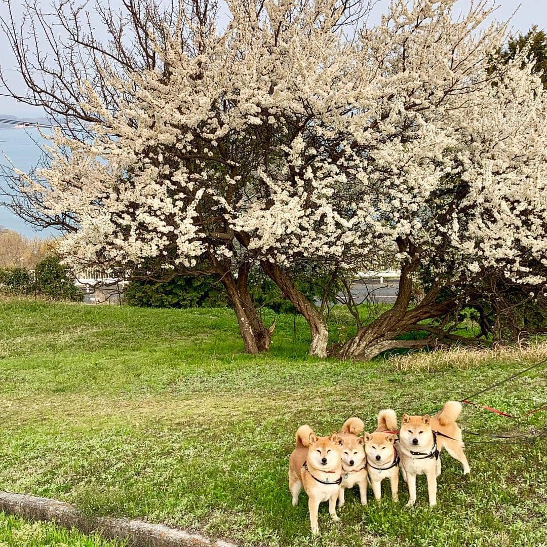 linnmamaさんのインスタグラム写真 - (linnmamaInstagram)「春旅は4柴連れ2019小豆島編4🚙〜スワイプしてね😊〜4月6日、小豆島3日目〜①『リゾートホテル オリビアン小豆島』の広い敷地内をあさんぽ🐾〜②満開の桜🌸の前で〜③朝食もビュッフェ形式〜和洋中イタリアン何でもありがうれしい😃〜④帰りは大部港から岡山県日生行きのフェリー⛴で〜そして山陽道 三木SA(ドッグランあり)で休憩💕〜⑤いつものことだけど、車内で爆睡している4柴たち😍〜こうやってリラックスして乗ってくれてるから、楽しい旅が続けられます😍〜パピーの頃、10分で車酔いしてた翔、よくぞここまで成長してくれたよ❤️〜去年のいろんな残念なことを考えれば、思い出いっぱいの楽しい旅になったことに感謝したいと思います💖〜旅行記、これにて終了です。最後まで読んでくださりありがとうございました😊  #柴犬#dog#柴犬凜の勇気凜々every day#shibastagram#春旅#旅行 #小豆島」4月12日 0時18分 - linnmama