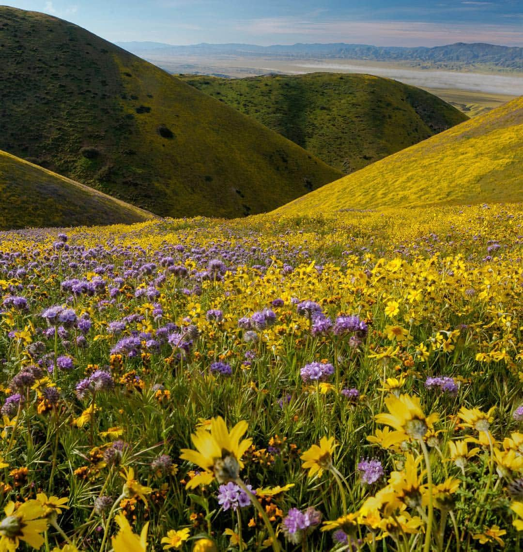 アメリカ内務省さんのインスタグラム写真 - (アメリカ内務省Instagram)「Decorating the hills of California’s Carrizo Plain National Monument and sprawling as far as the eye can see, the super bloom this year is crazy beautiful. Practicing responsible wildflower viewing determines the future of these flowers. The tapestry of color you see represents dozens of species - from Hillside daisies and Munz's Tidy tips to Great Valley phacelia. For them to re-seed, staying on trails is necessary without exception, even for a quick photo. Remember the monument is an hour from travel services -- so come prepared to be self-sufficient with a full tank of gas, plenty of water and other supplies. Photos by Bob Wick (@wickphotos), Bureau of Land Management (@mypubliclands). #trackthebloom #usinterior #leavenotrace」4月12日 0時30分 - usinterior