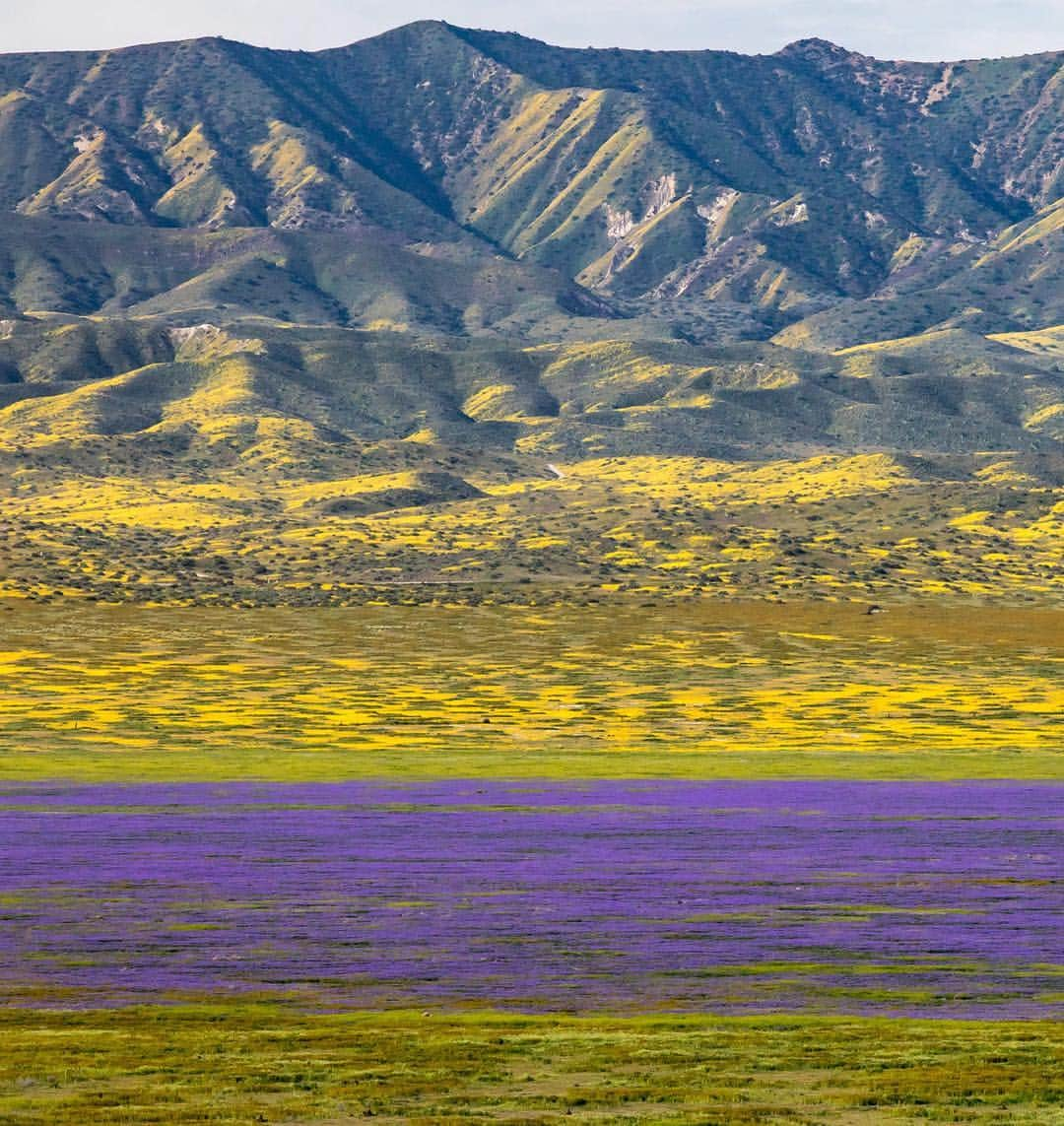 アメリカ内務省さんのインスタグラム写真 - (アメリカ内務省Instagram)「Decorating the hills of California’s Carrizo Plain National Monument and sprawling as far as the eye can see, the super bloom this year is crazy beautiful. Practicing responsible wildflower viewing determines the future of these flowers. The tapestry of color you see represents dozens of species - from Hillside daisies and Munz's Tidy tips to Great Valley phacelia. For them to re-seed, staying on trails is necessary without exception, even for a quick photo. Remember the monument is an hour from travel services -- so come prepared to be self-sufficient with a full tank of gas, plenty of water and other supplies. Photos by Bob Wick (@wickphotos), Bureau of Land Management (@mypubliclands). #trackthebloom #usinterior #leavenotrace」4月12日 0時30分 - usinterior