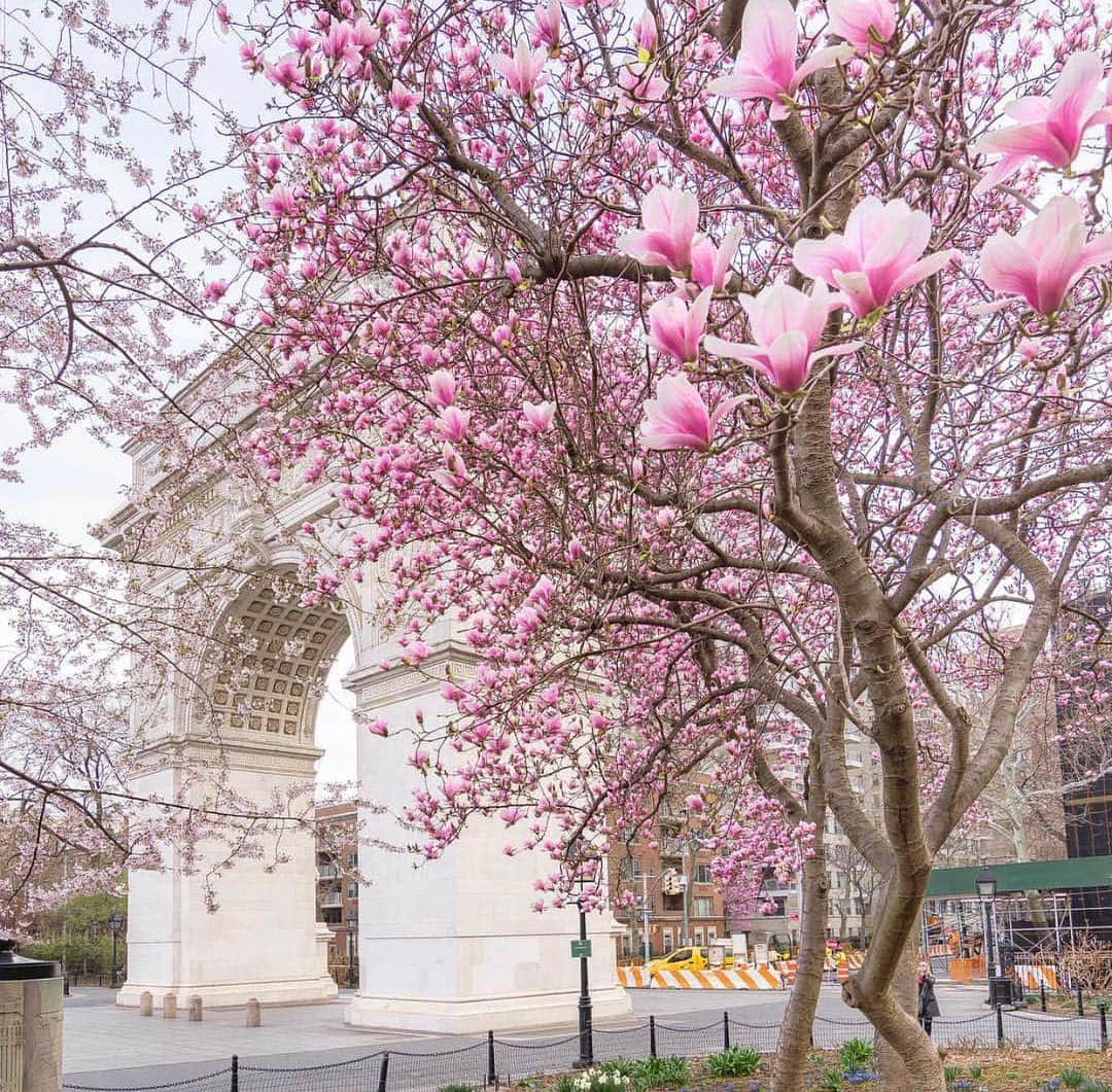 ボンド・ナンバーナインさんのインスタグラム写真 - (ボンド・ナンバーナインInstagram)「Flowers in bloom at Washington Square Park in Greenwich Village. Captured by @nyclovesnyc  #bondno9 #bondno9ny #newyork #newyorkcity #nyc #washingtonsquare #washingtonsquarepark #greenwichvillage #flowers #spring #fragrance #perfume #love」4月12日 0時22分 - bondno9ny