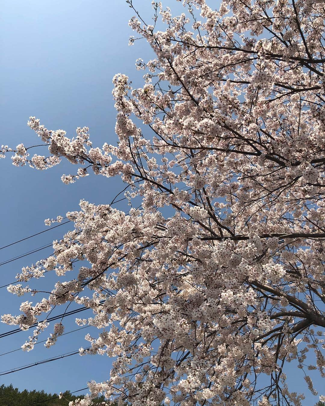 キム・ナヨンさんのインスタグラム写真 - (キム・ナヨンInstagram)「봄이 이렇게 아름다웠던가. 이번 봄은 저에게 유난히 따뜻하고 참 고맙습니다.」4月12日 0時50分 - nayoungkeem