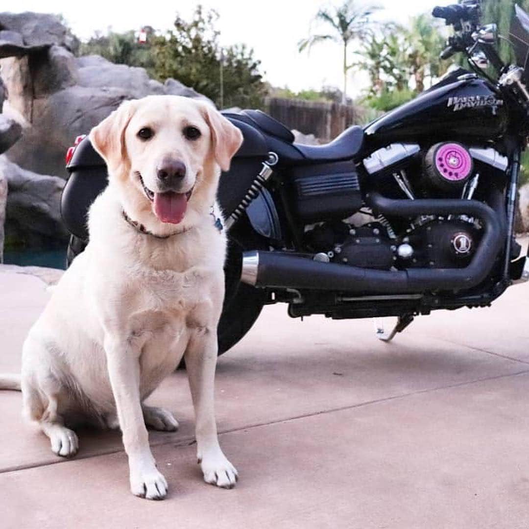 Harley-Davidsonさんのインスタグラム写真 - (Harley-DavidsonInstagram)「Happy #NationalPetDay to our favorite fur-covered and feathered friends! #FindYourFreedom #HarleyDavidson」4月12日 0時57分 - harleydavidson