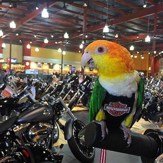 Harley-Davidsonさんのインスタグラム写真 - (Harley-DavidsonInstagram)「Happy #NationalPetDay to our favorite fur-covered and feathered friends! #FindYourFreedom #HarleyDavidson」4月12日 0時57分 - harleydavidson