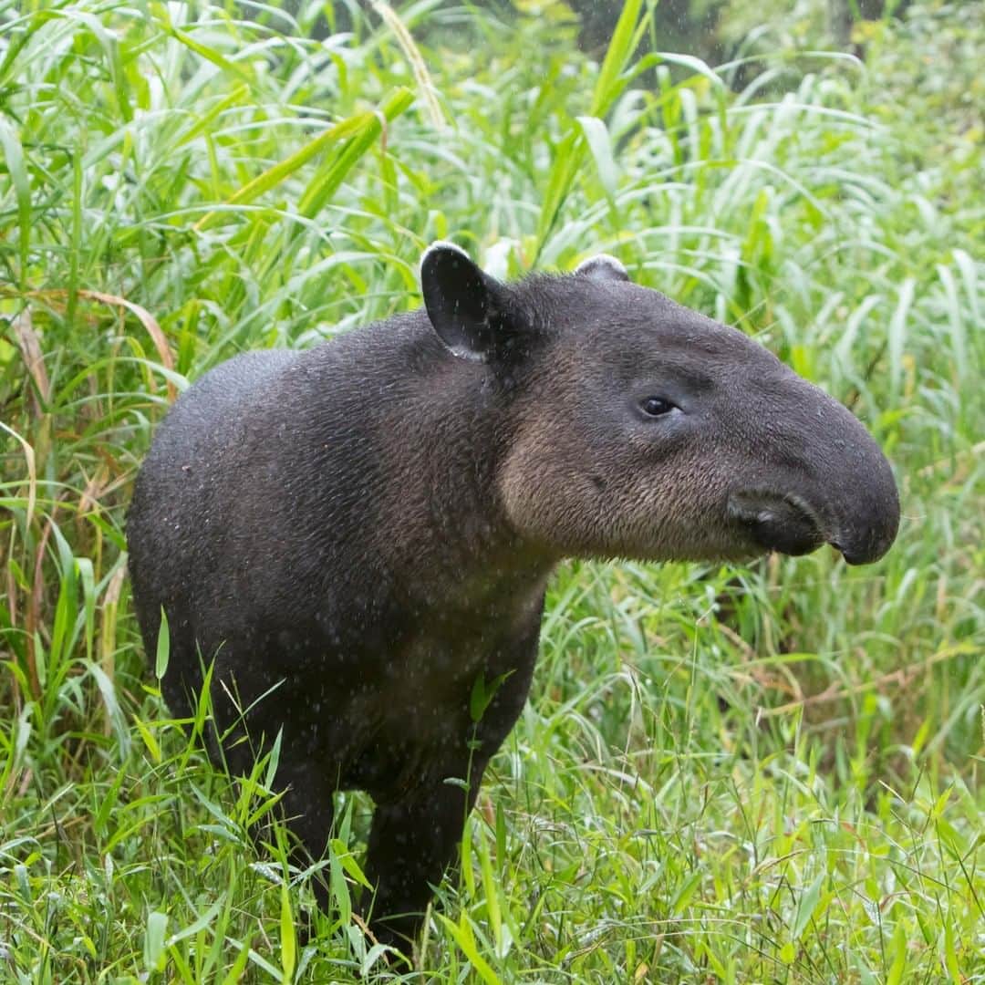 アニマルプラネットさんのインスタグラム写真 - (アニマルプラネットInstagram)「To the Baird's tapir, territory is EVERYTHING. Not only will they whistle to announce themselves, but they also poop and pee EVERYWHERE to let other tapirs know they're there. It's like they're saying "are you there squad? it's me, tapir." . . . . . . #animalsofinstagram #animalplanet #animaloftheday #wild #wildlife #outdoors #animals #wildanimals #conservation #nature #animallovers #instanature #wildgeography #southamerica #tapir #bairdstapir」4月12日 1時00分 - animalplanet