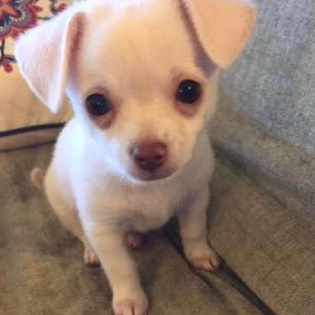 マーガレット・チョーさんのインスタグラム写真 - (マーガレット・チョーInstagram)「Lucia has really grown! This is the first picture I saw of her in February! She’s so big now!! #chihuahua #rescuedog #dog @adoptnshop」4月12日 1時01分 - margaret_cho