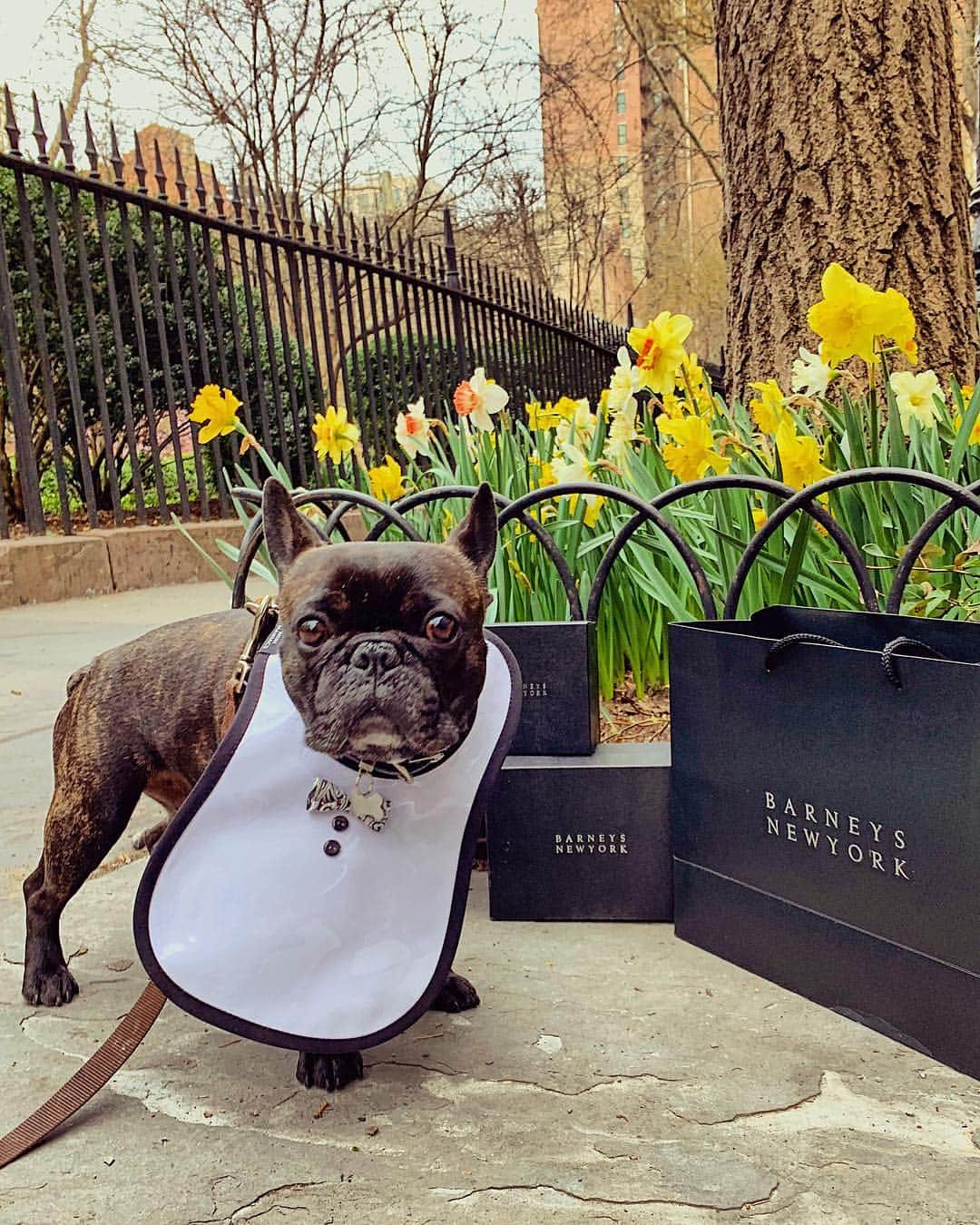barneysnyofficialさんのインスタグラム写真 - (barneysnyofficialInstagram)「Knocking out some spring shopping with our favorite French Bulldog @hugointhecity for #NationalPetDay. Show him some 💛 in the comment section and tap to shop his bow tie bib.」4月12日 1時02分 - barneysny