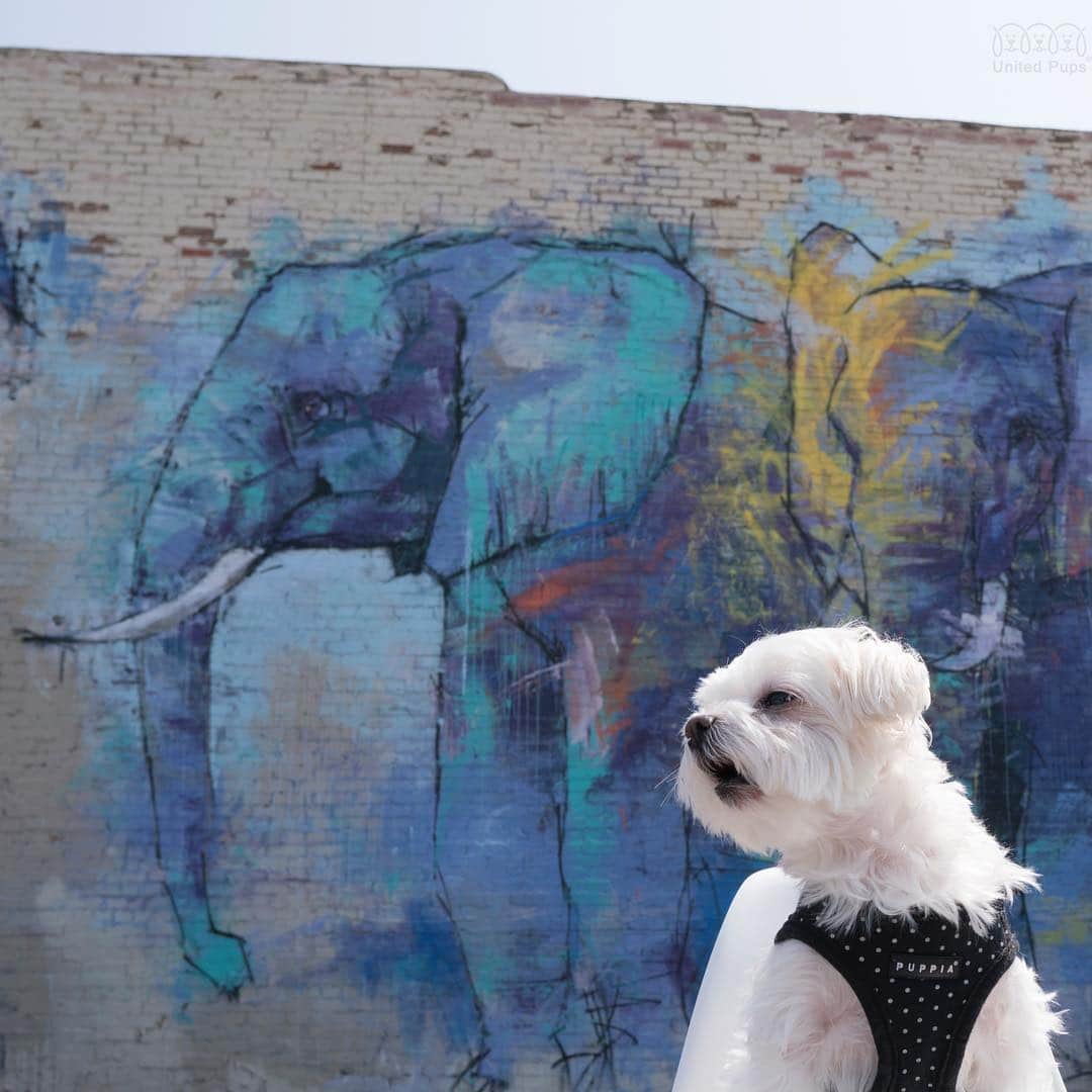 hi.arodさんのインスタグラム写真 - (hi.arodInstagram)「Seems like mom didn’t pay attention to me 🙄 in this picture ・・・・ #elephant #elephantart #elephant🐘 #elephants #colorfulelephant #deepellum#deepellumart #deepellumtexas#deepellumtx #wednesday#wednesdaymood #streetart #wallart #graffiti #grafiti #graffiti_magazine#graffitistyle #dallastx #Dallas #artoftheday#streetphotography  #dallasdogs #texasdog #dogslife#hiarod #arod #maltese #moodoftheday」4月12日 1時02分 - hi.arod