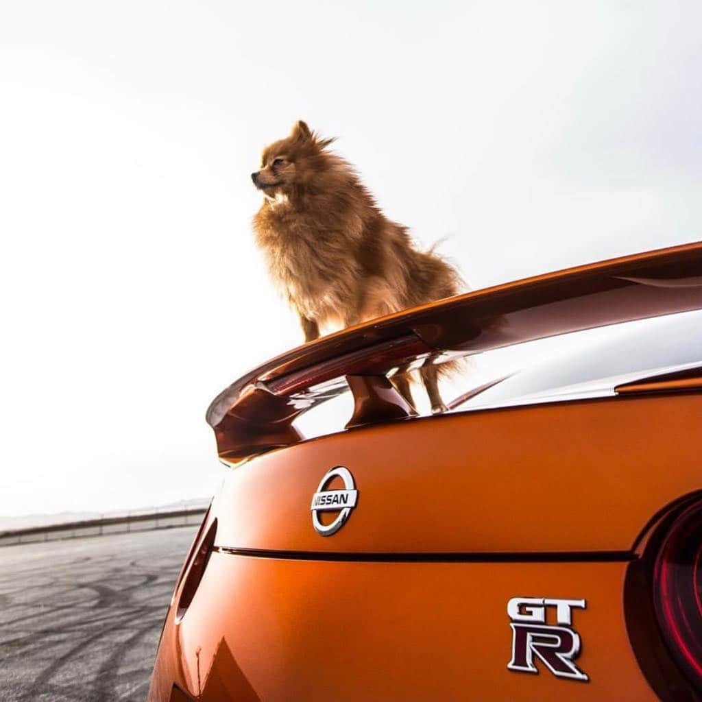 Nissanさんのインスタグラム写真 - (NissanInstagram)「Best of the Beasts. #NationalPetDay 📷: @ritchie_punzalan 🚗: @ofagtr」4月12日 1時09分 - nissan