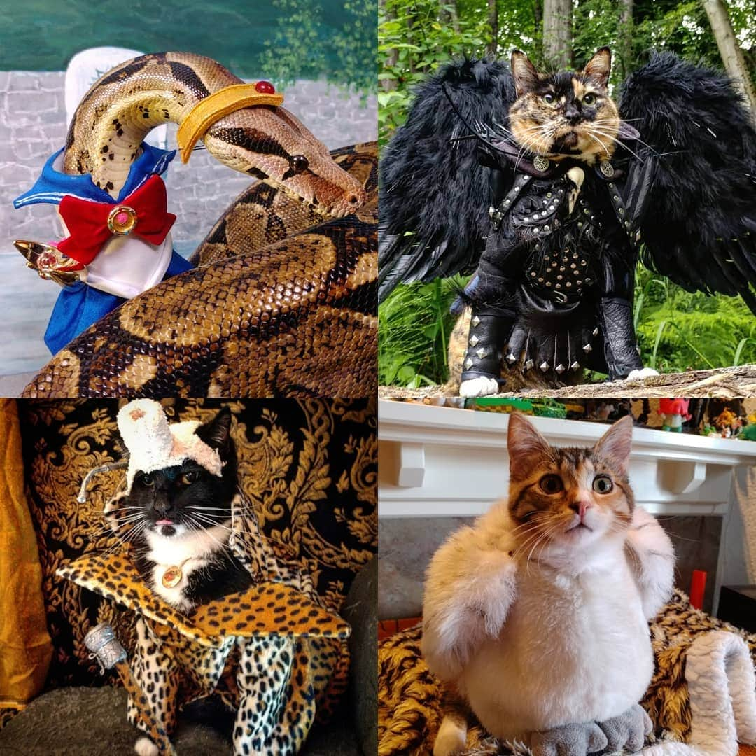 猫コスプレさんのインスタグラム写真 - (猫コスプレInstagram)「When they aren't in costumes, they are known as Ruby, Nak, Fawkes, and Pike. For #NationalPetDay we wanna know... What are your favorite costumes that they have done?  #CatCosplay #SnekCosplay #Snake #cats」4月12日 1時16分 - cat_cosplay