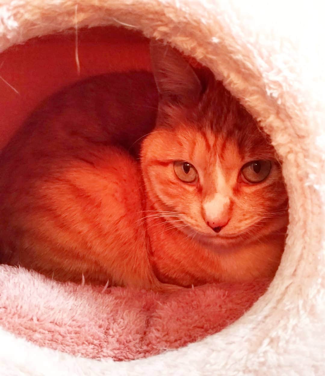 高口里純さんのインスタグラム写真 - (高口里純Instagram)「寒い。穴蔵のメルシーさん🐾  #ねこすたぐらむ #にゃんすたぐらむ #茶トラ猫  #cat#kitty#pet」4月12日 12時24分 - takaguchijay
