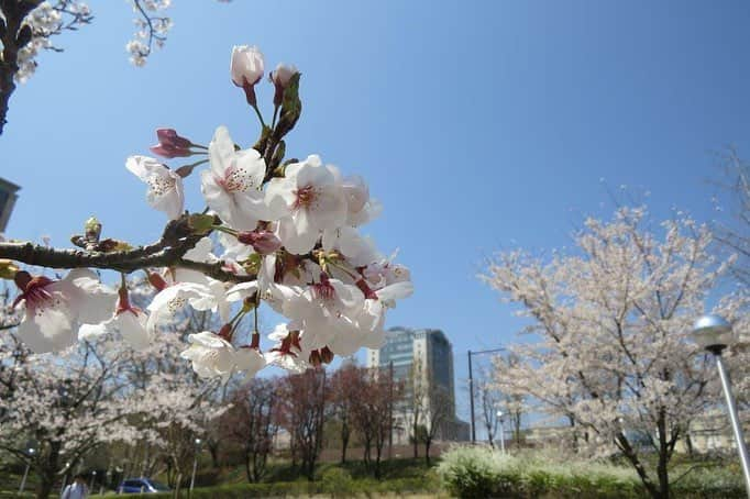 Soka Universityさんのインスタグラム写真 - (Soka UniversityInstagram)「Campus Seasonal Photos April ③ 丹木の歳時記 卯月③ ⑴ 本部棟 ⑵ 女子短大 ⑶ 千花道 ⑷ セントラル前 ⑸ 池田記念講堂付近 ⑹ 中央図書館 ⑺ 創大門付近 ⑻ 文学の池 ⑼ 平安の庭 ⑽ 桜花の道 #discoversoka #sodaigram #sokauniversity #創価大学 #hachioji #八王子 #tokyo #東京 #campus #キャンパス #university #大学 #spring #春 #april #4月 #卯月 #international #国際 #students #学生」4月12日 10時52分 - sokauniversity