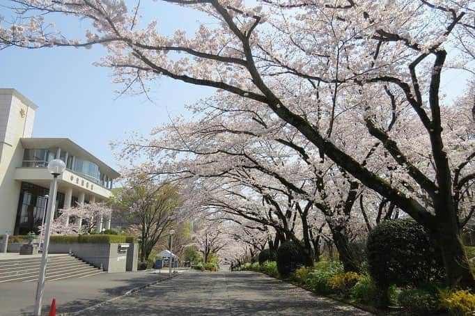 Soka Universityさんのインスタグラム写真 - (Soka UniversityInstagram)「Campus Seasonal Photos April ③ 丹木の歳時記 卯月③ ⑴ 本部棟 ⑵ 女子短大 ⑶ 千花道 ⑷ セントラル前 ⑸ 池田記念講堂付近 ⑹ 中央図書館 ⑺ 創大門付近 ⑻ 文学の池 ⑼ 平安の庭 ⑽ 桜花の道 #discoversoka #sodaigram #sokauniversity #創価大学 #hachioji #八王子 #tokyo #東京 #campus #キャンパス #university #大学 #spring #春 #april #4月 #卯月 #international #国際 #students #学生」4月12日 10時52分 - sokauniversity