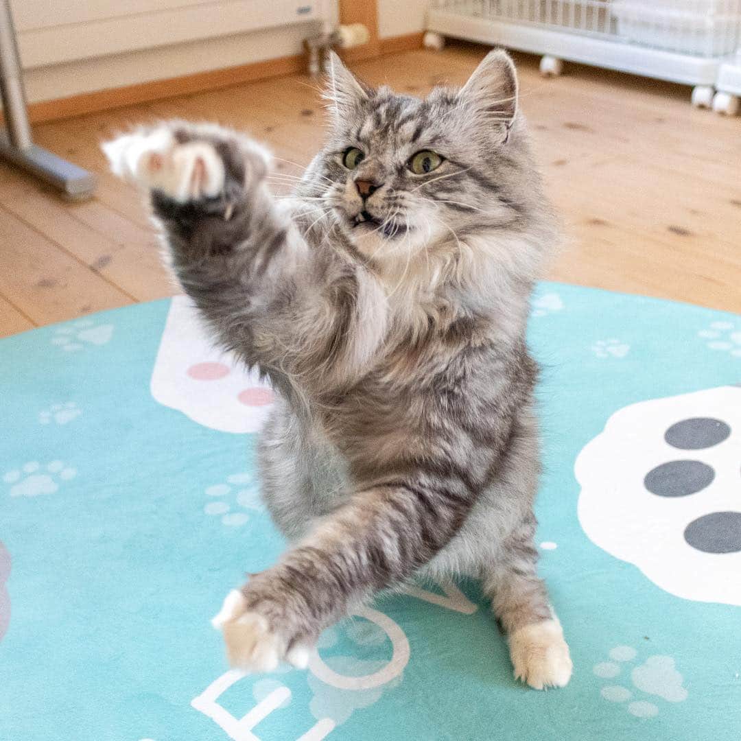 マアルのインスタグラム：「ふわもこちゃん🐈 #北海道 #旭川 #ペットホテル」