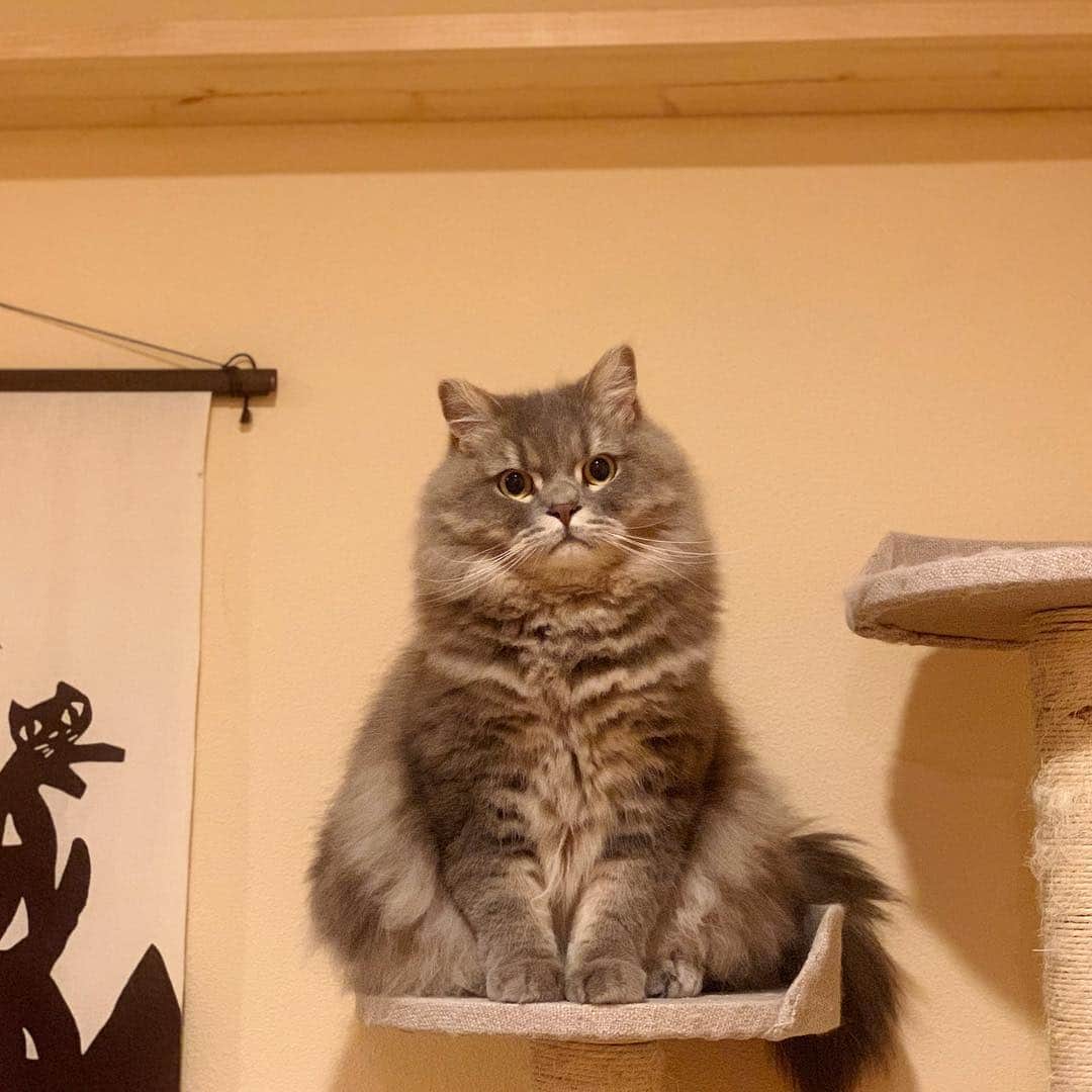 hanaのインスタグラム：「おきあがりこぼし🐣🐣🐣﻿ #銀ちゃん﻿ ﻿ .﻿ .﻿ .﻿ .﻿ .﻿ #cat #cats #catlover #cutecats #catsnap #catstagram #ilovemycat #adorble #ig_catclub #cats_of_instagram #kawaii #kawaii_cat #meowbox #bestmeow #fluffy #funnycritters #scottishfold #neko #kitty #ねこ #ねこ部 #ネコ #猫 #スコティッシュフォールド #スコティッシュ #ふわもこ #ふわもこ部」