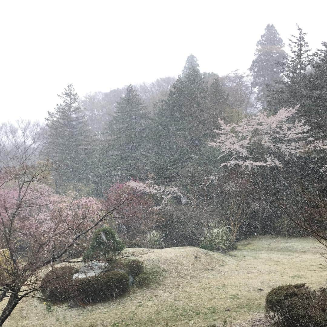 eclat.magazineさんのインスタグラム写真 - (eclat.magazineInstagram)「今日の箱根は朝からまさかの雪模様。桜の花びらが不憫でしたが、何とか止んで、晴れ間が出てきました。 （編集B） #箱根 #春の雪 #夏号 @misaking77」4月12日 11時00分 - eclat.magazine